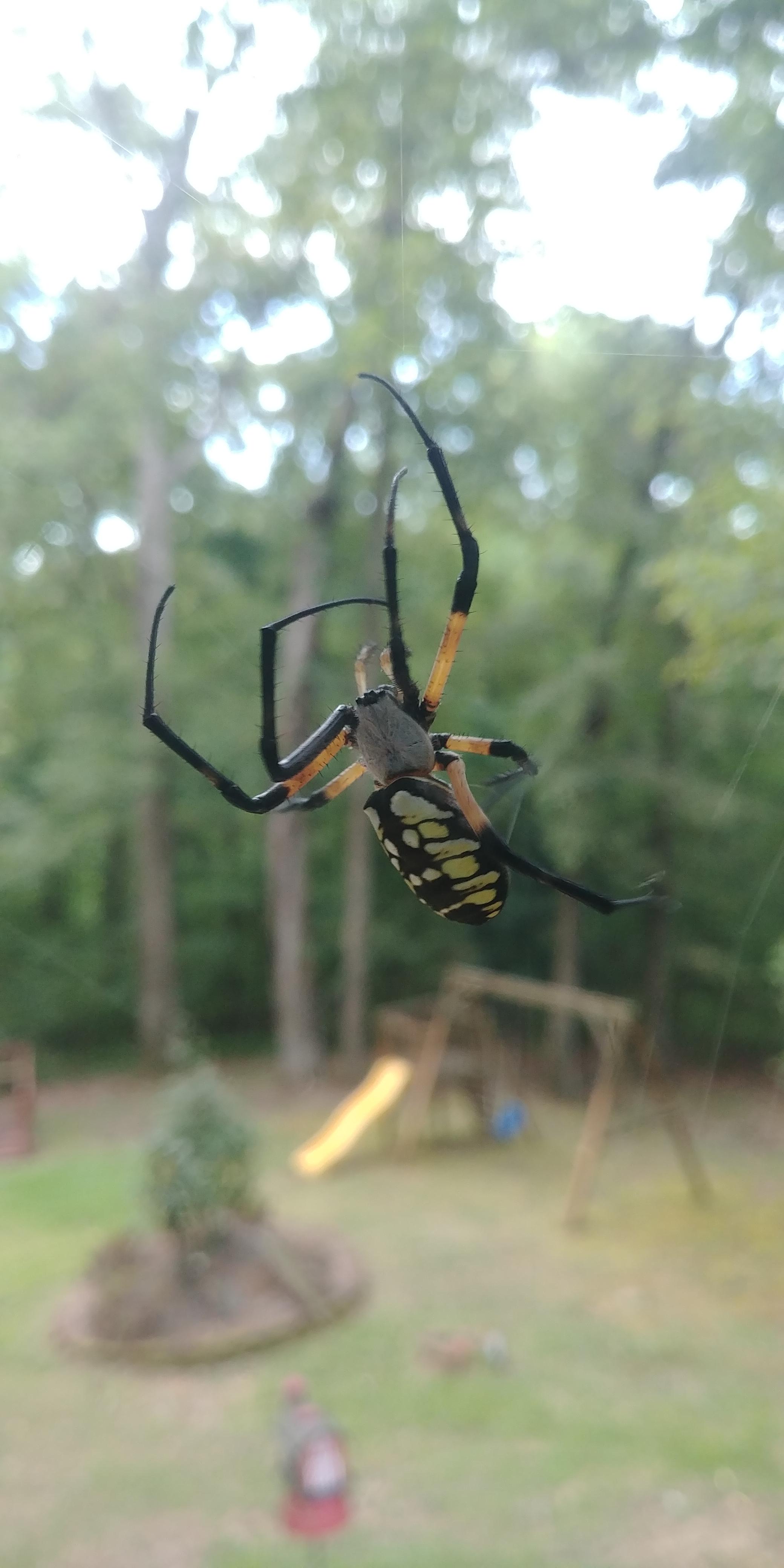 What is this spider called? Northern Mississippi r/spiders