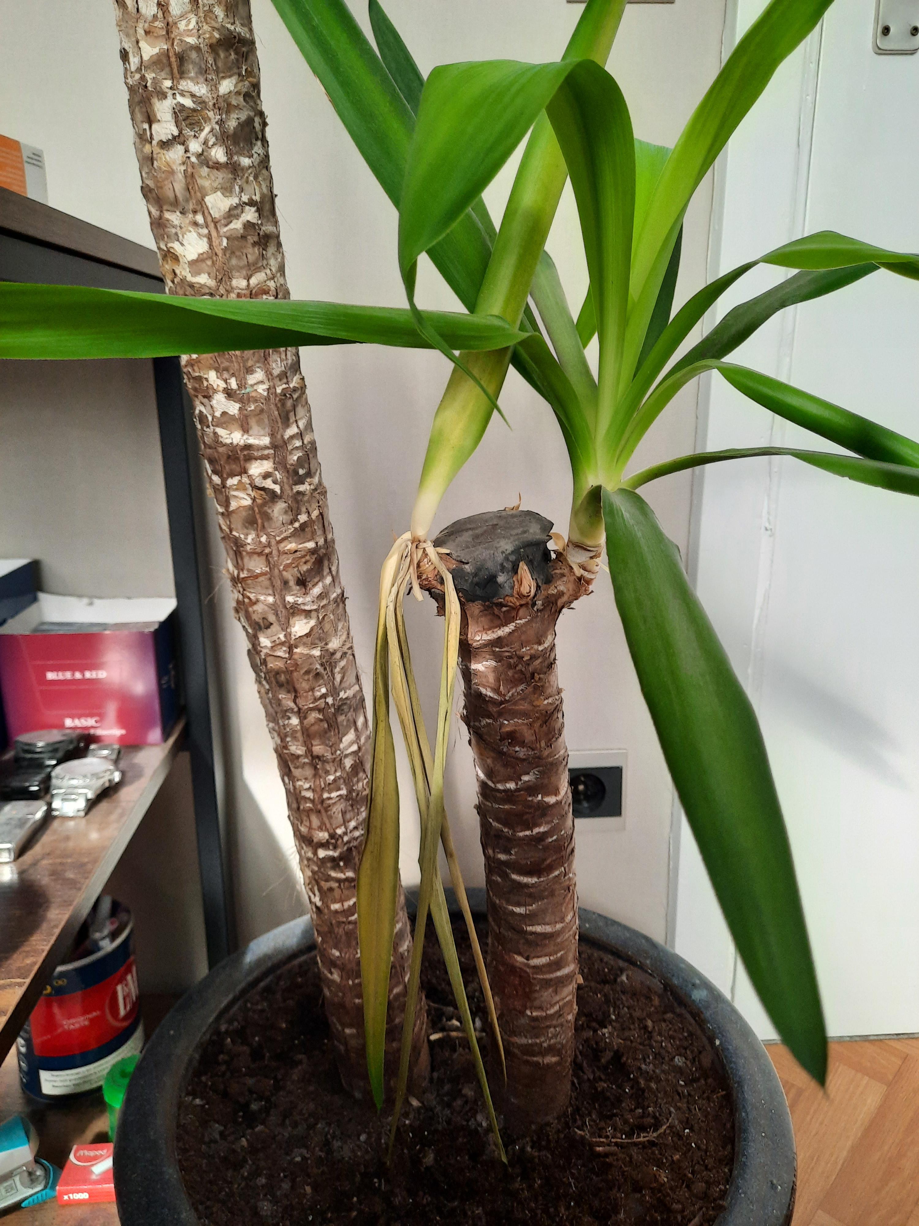 I overwatered my Yucca a little over a month ago, didn't water it since