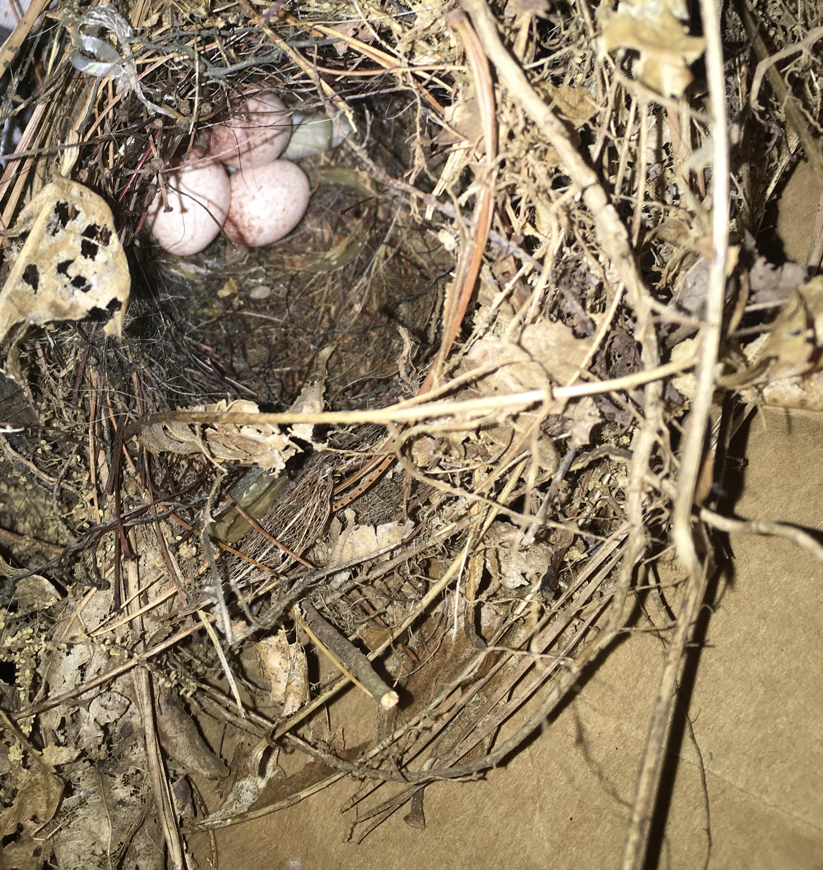 Hi again I found these little bird eggs in this box I have on my porch