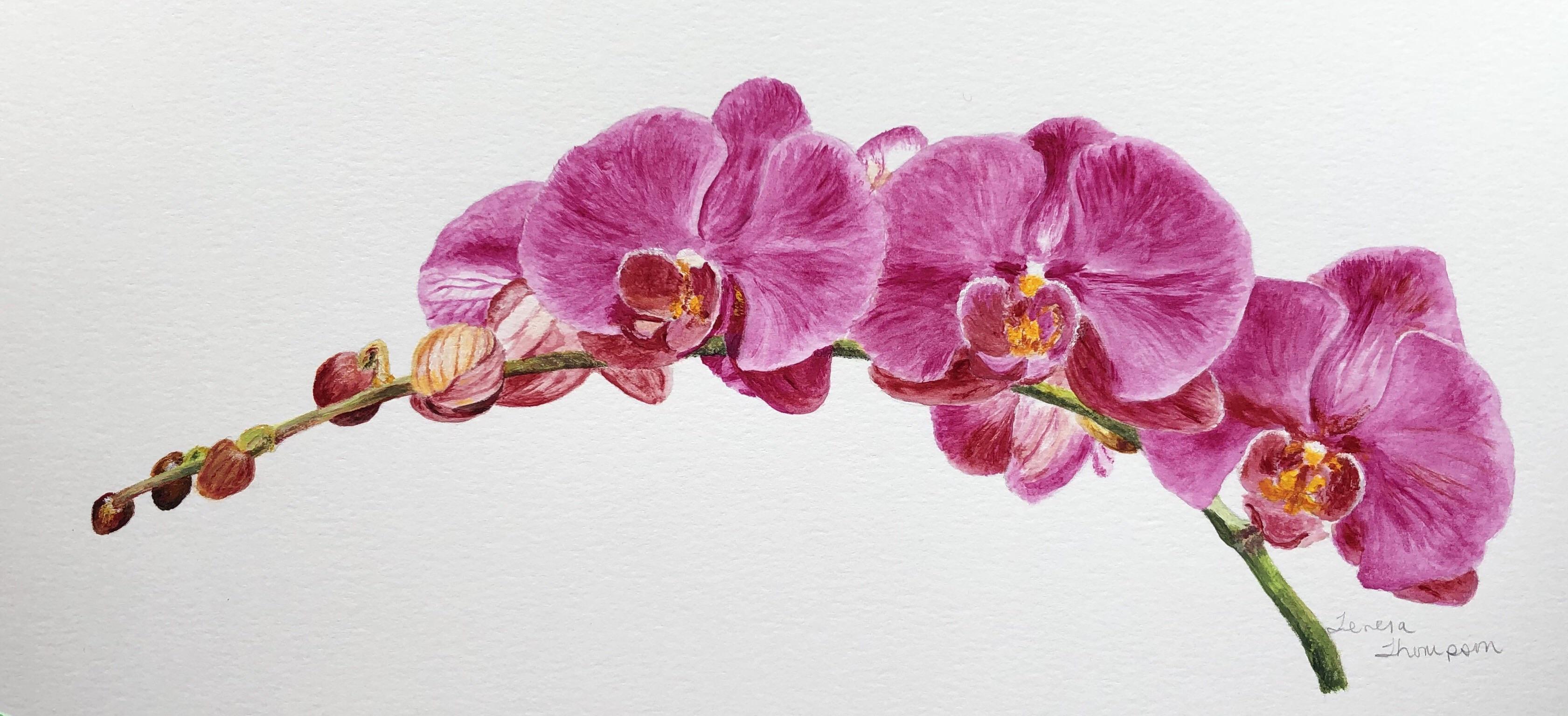 Pink Orchids, acrylic painting r/orchids