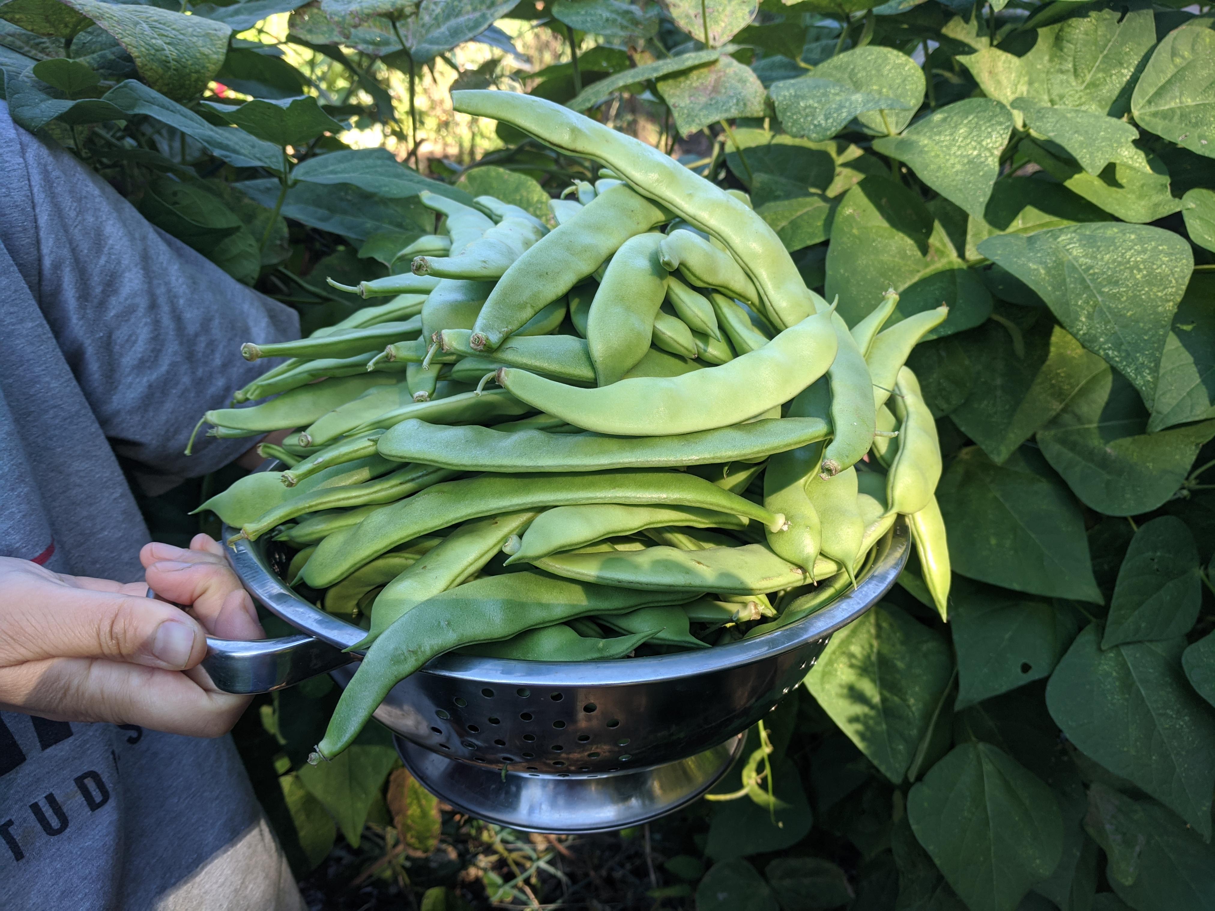 Today's Italian Flat Bean Harvest 🤙 r/gardening