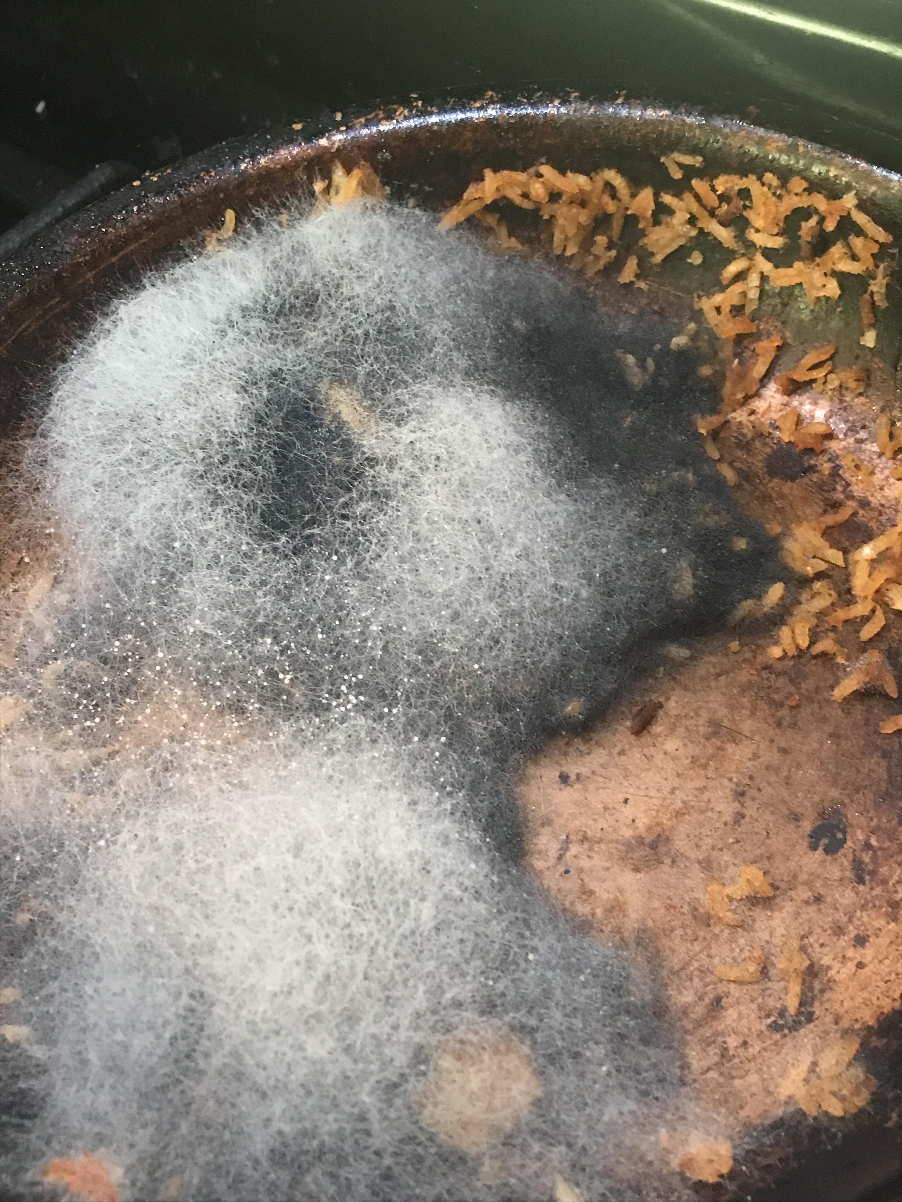 Rice mold r/MoldlyInteresting