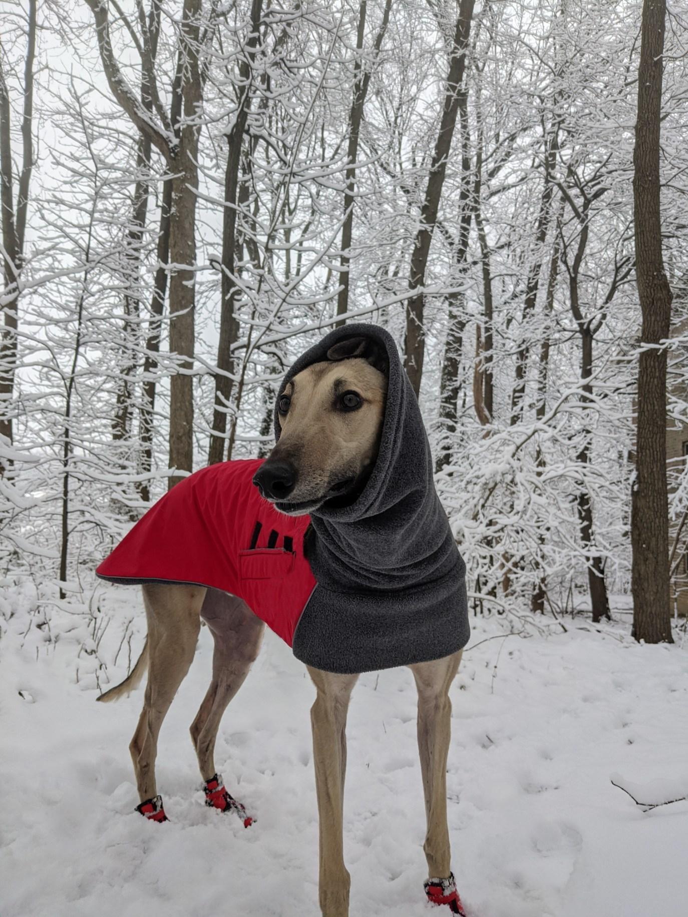 My Snow Boi. With the matching boots and jacket. pierogi_the_greyhound r/Greyhounds
