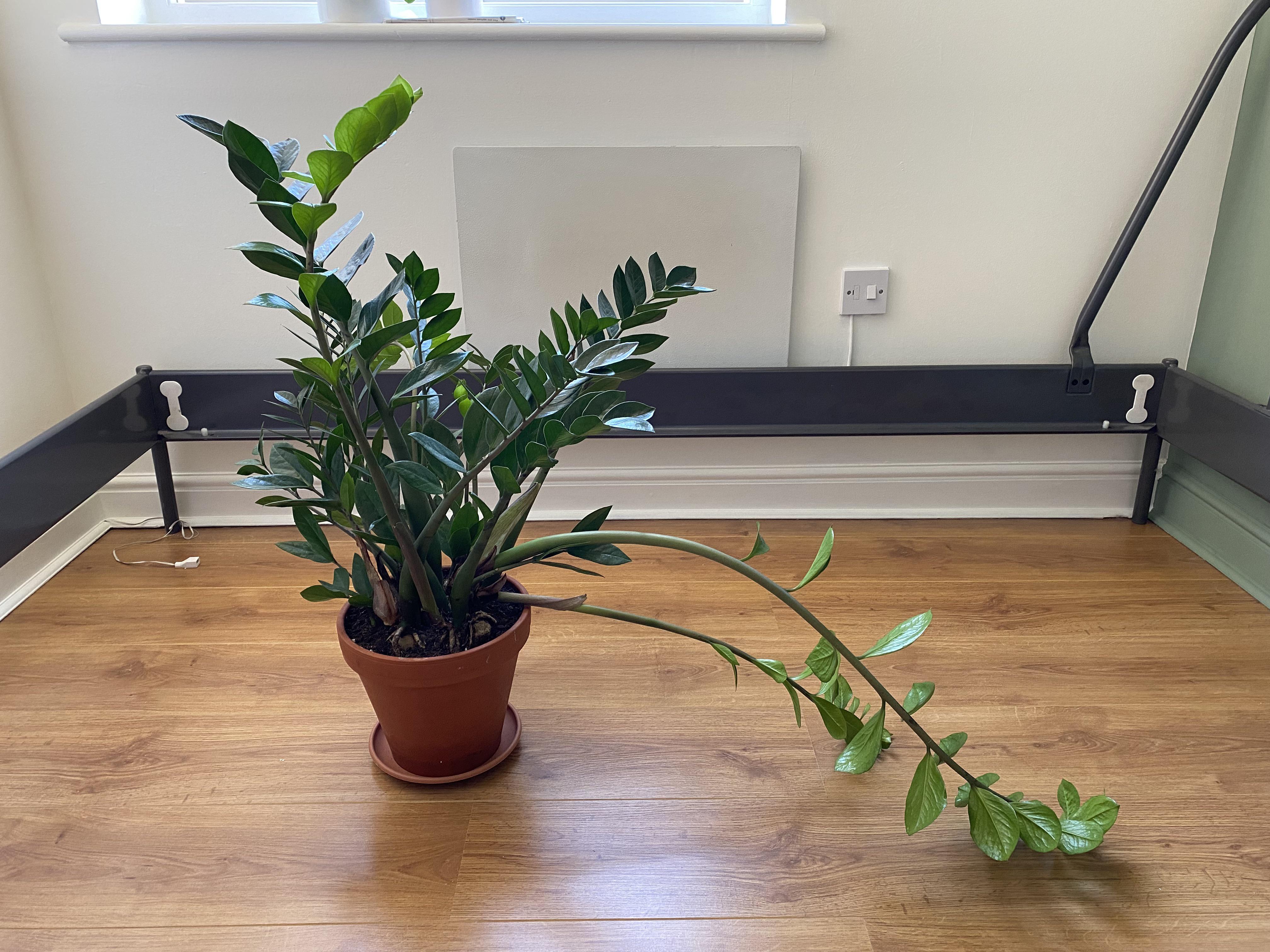 How to fix my droopy ZZ plant? I’ve diagnosed the problem (too much