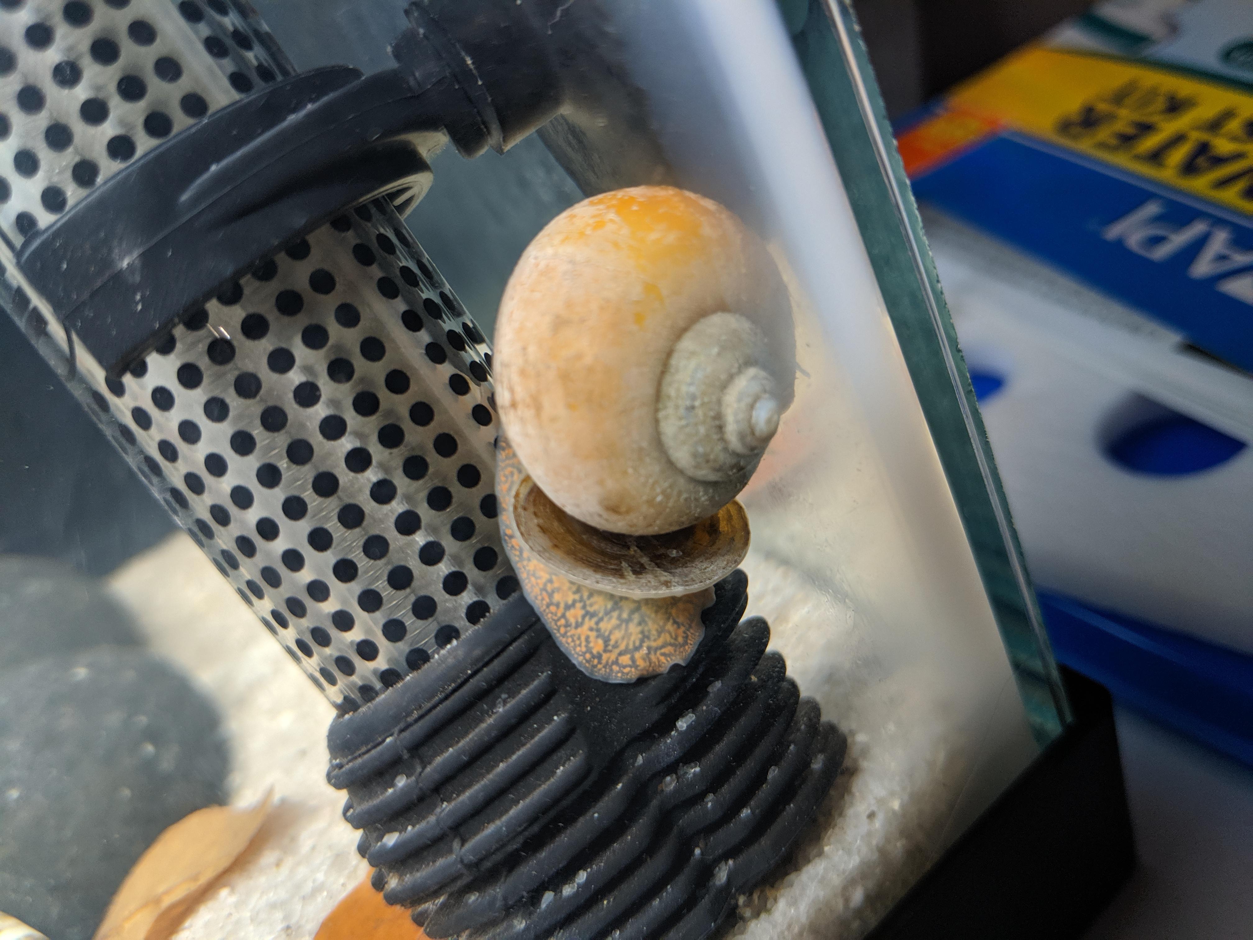 Is my snail dying? r/Aquariums