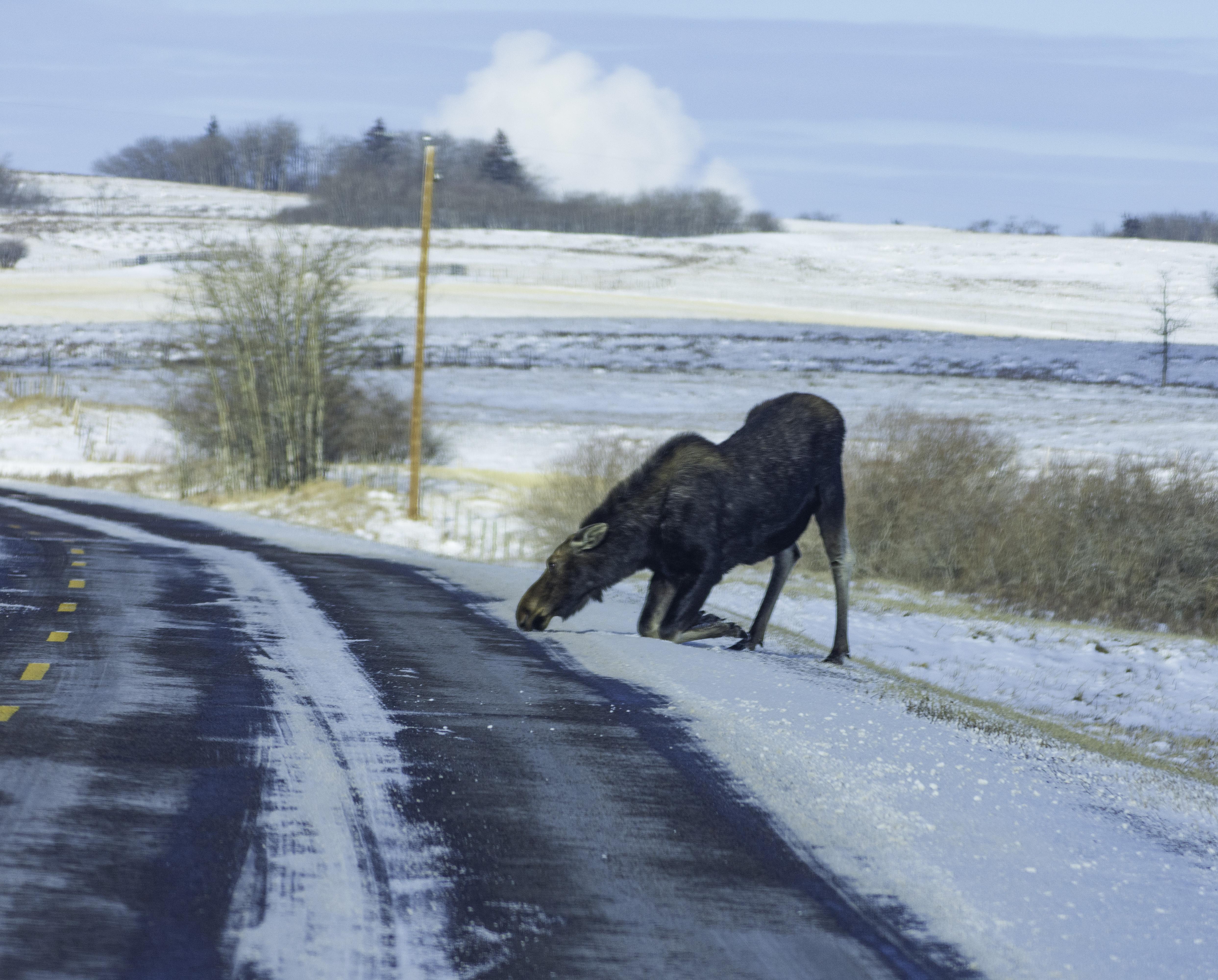 Moose licking salt off the road in Saskatchewan, Canada [OC](4971 x 4000) r/AnimalPorn