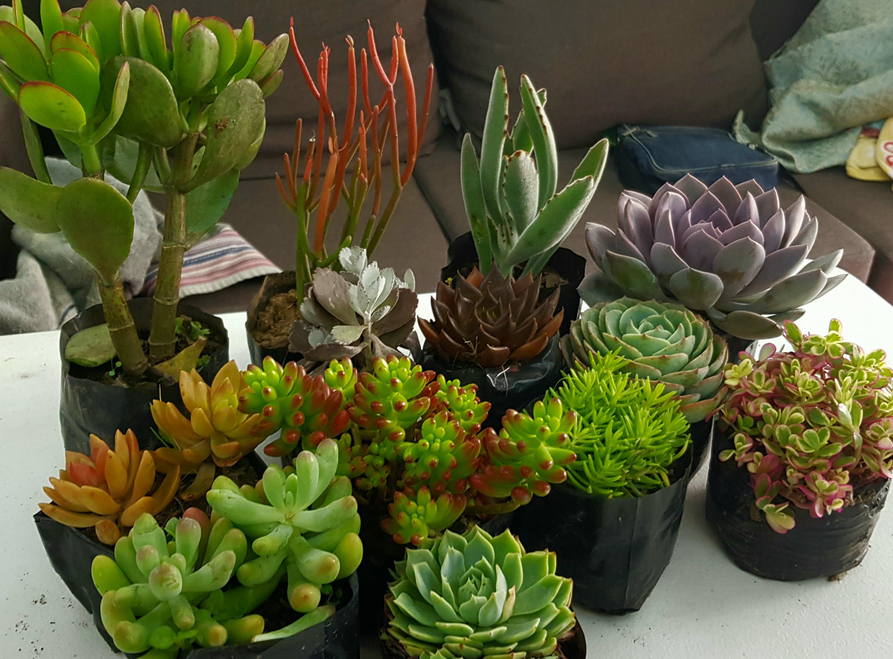 Different Kinds Of Succulents In The Philippines
