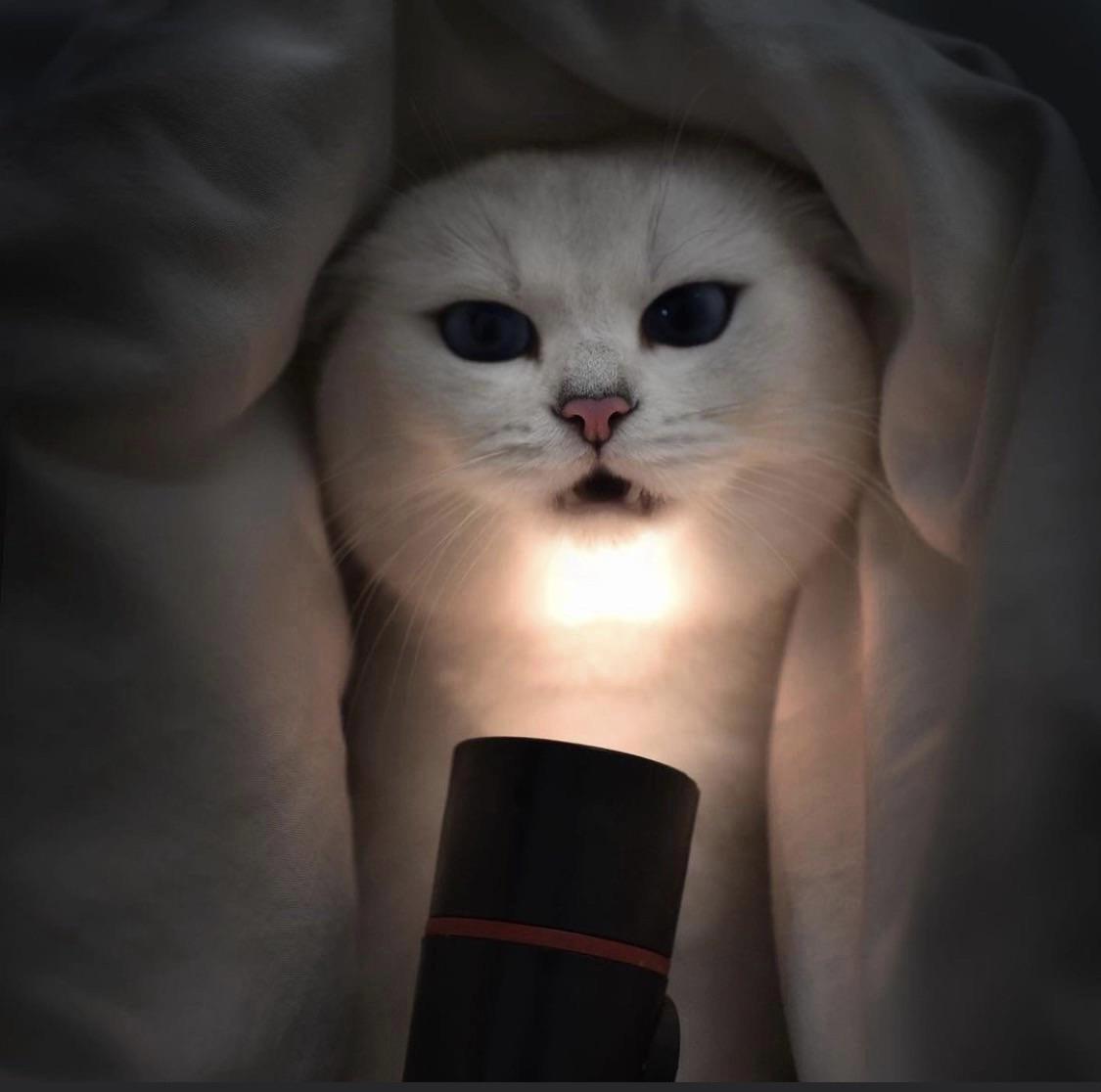 PsBattle Cat with flashlight
