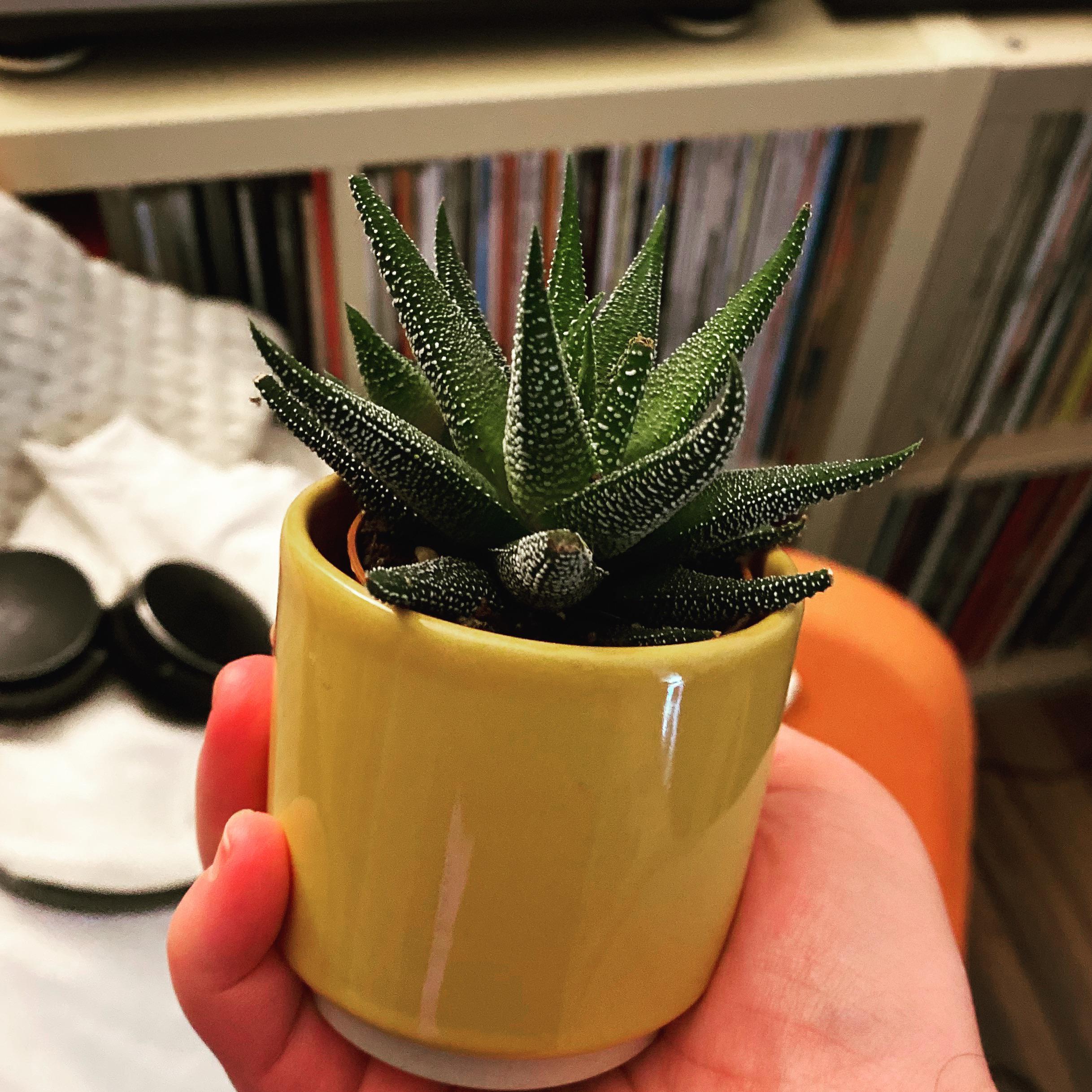 Picked this fella up half price (£2) including pot yesterday at