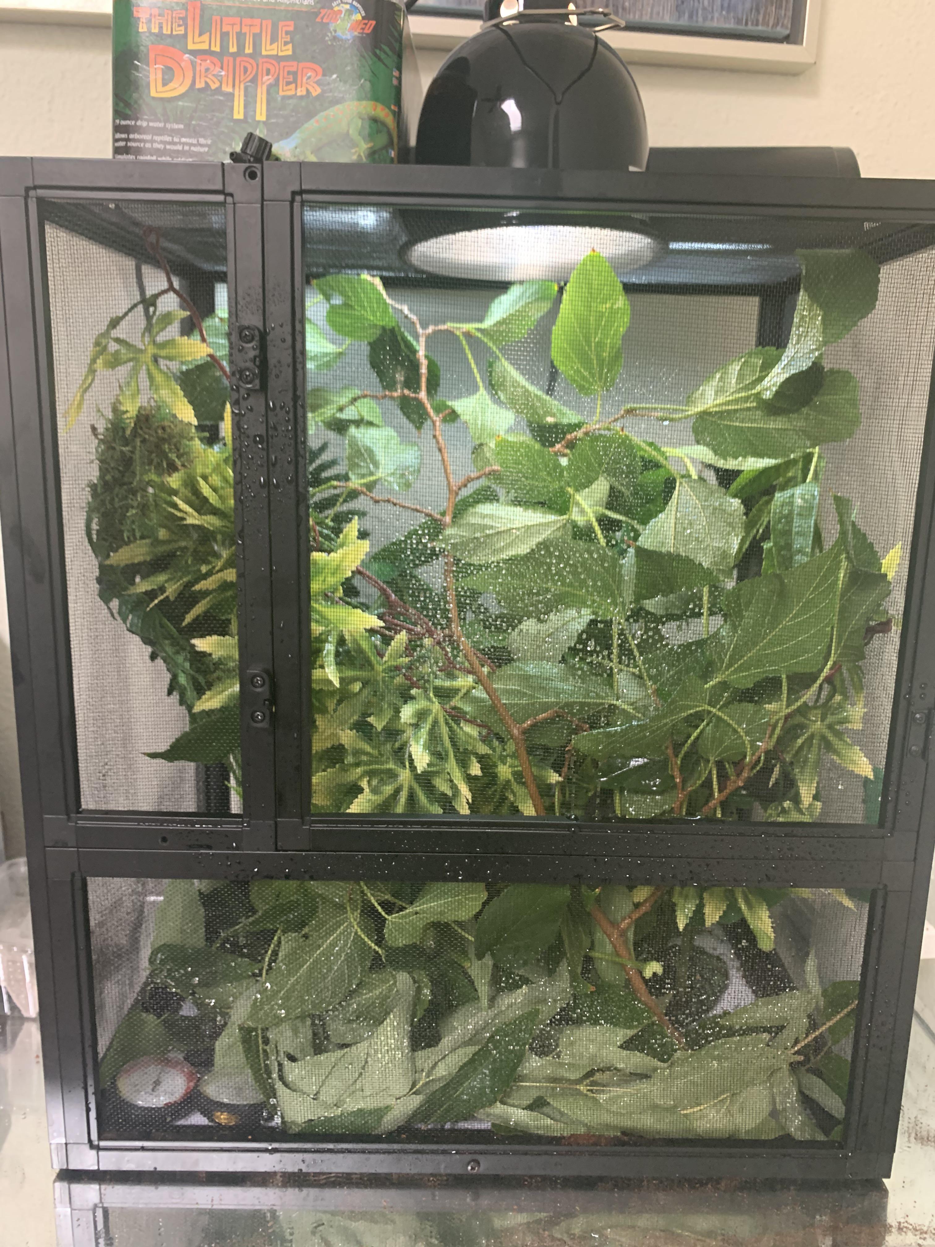 I think my chameleon was a little dehydrated because there was a lot of