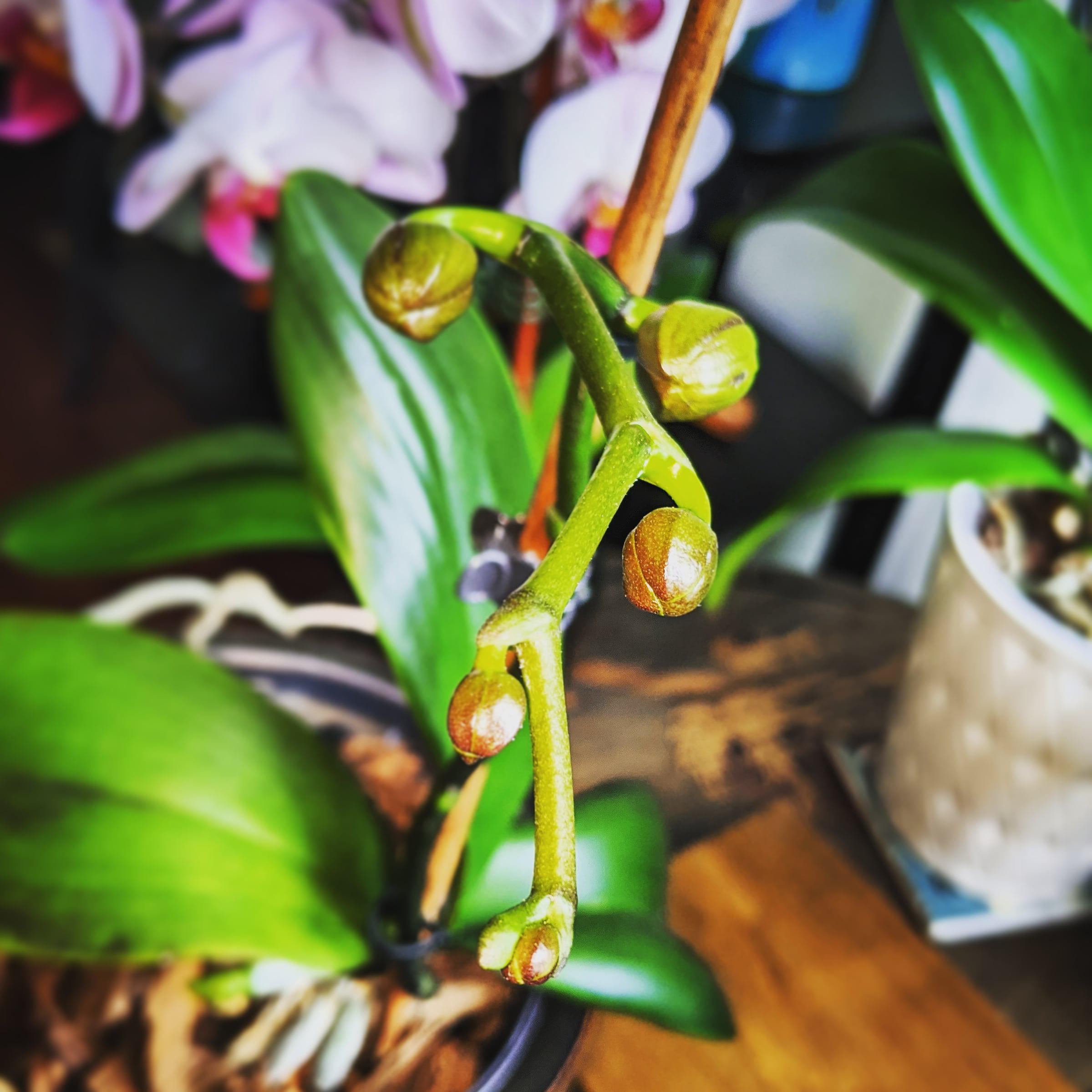 Probably about a week out from this guy opening. He was my first orchid