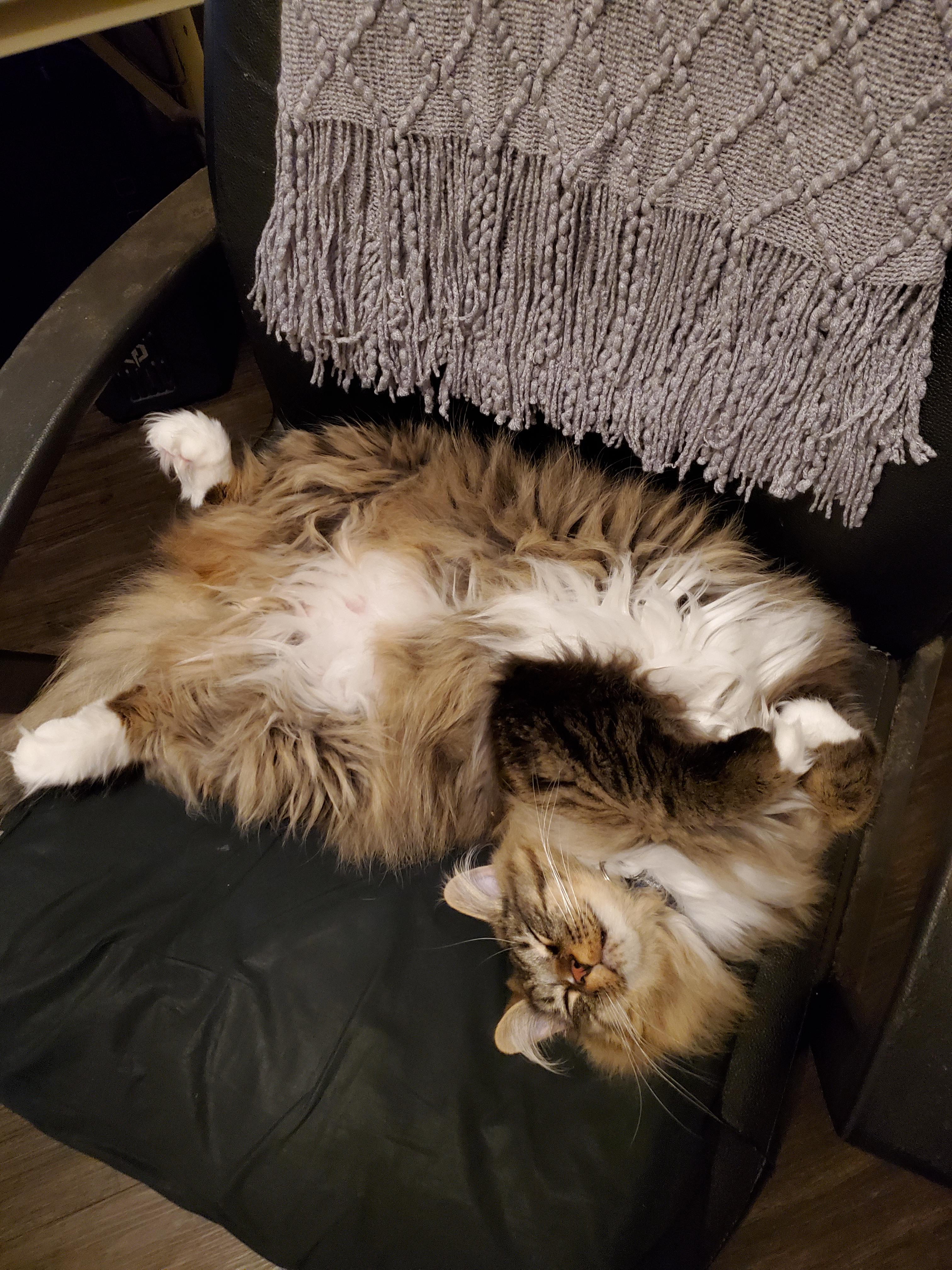 23 best r/earfurnishings images on Pholder Jonesy’s ear furnishings