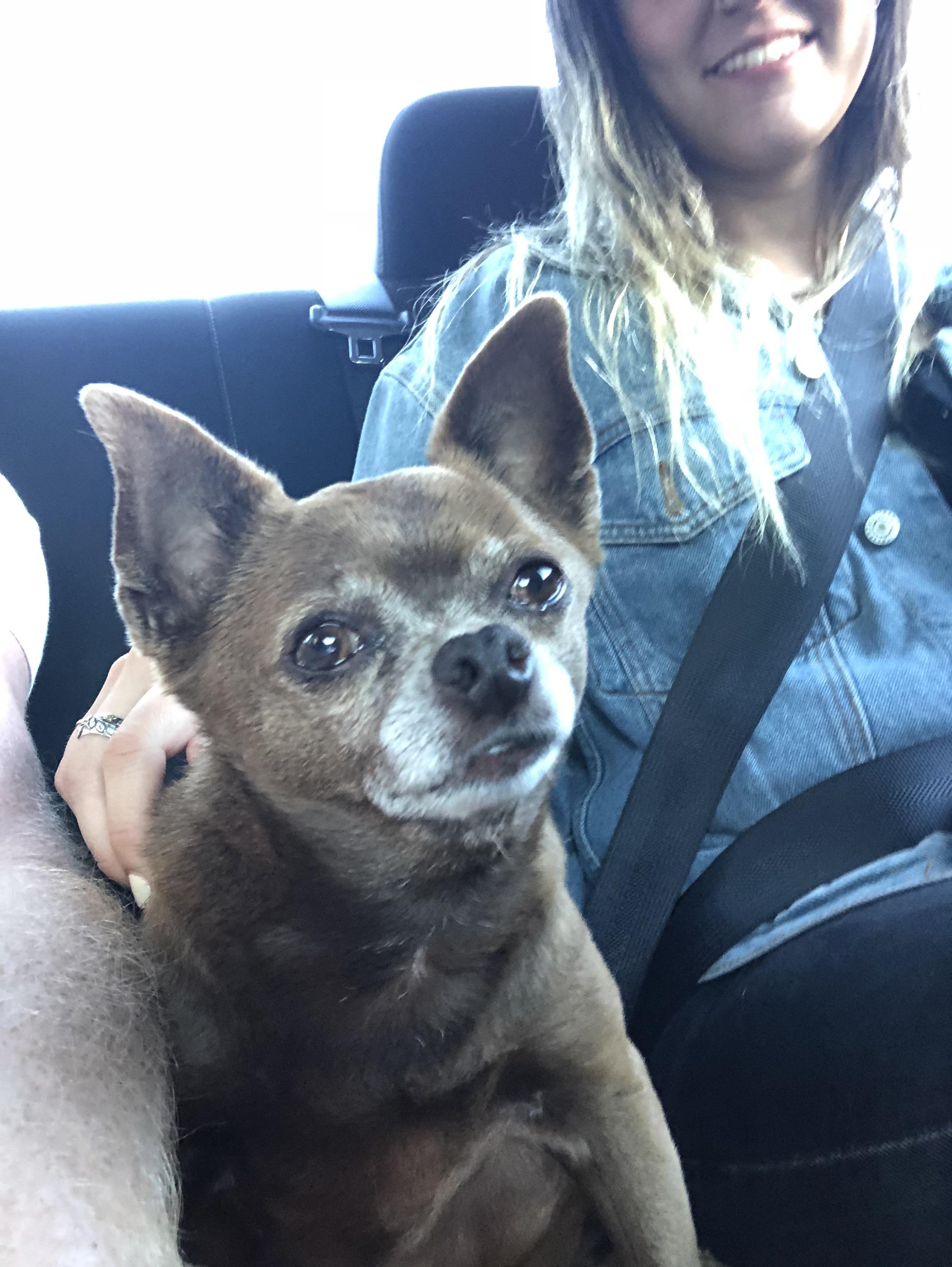 My uber had a little cute dog. r/aww