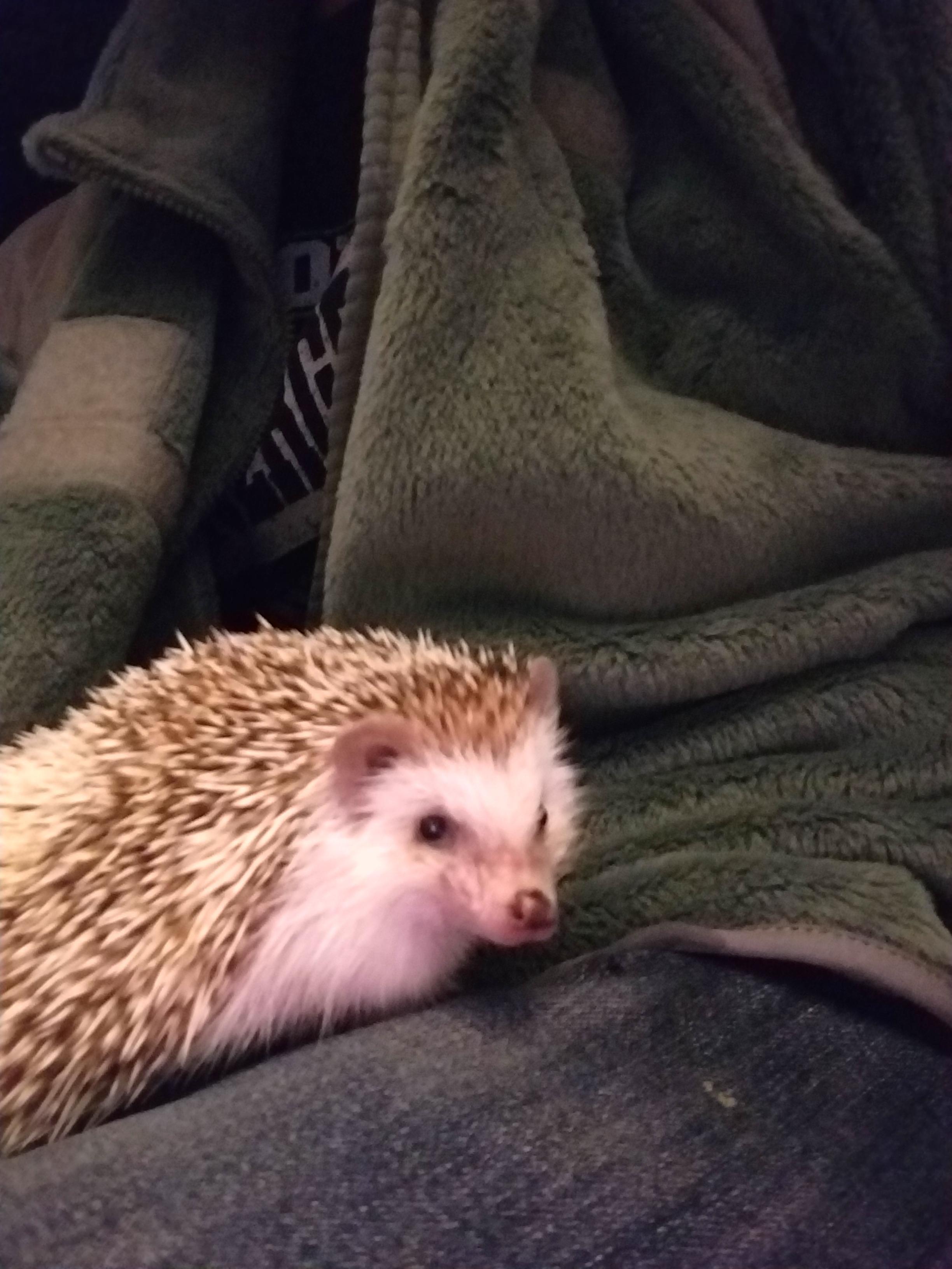 Today Lance discovered Fleece! r/Hedgehog