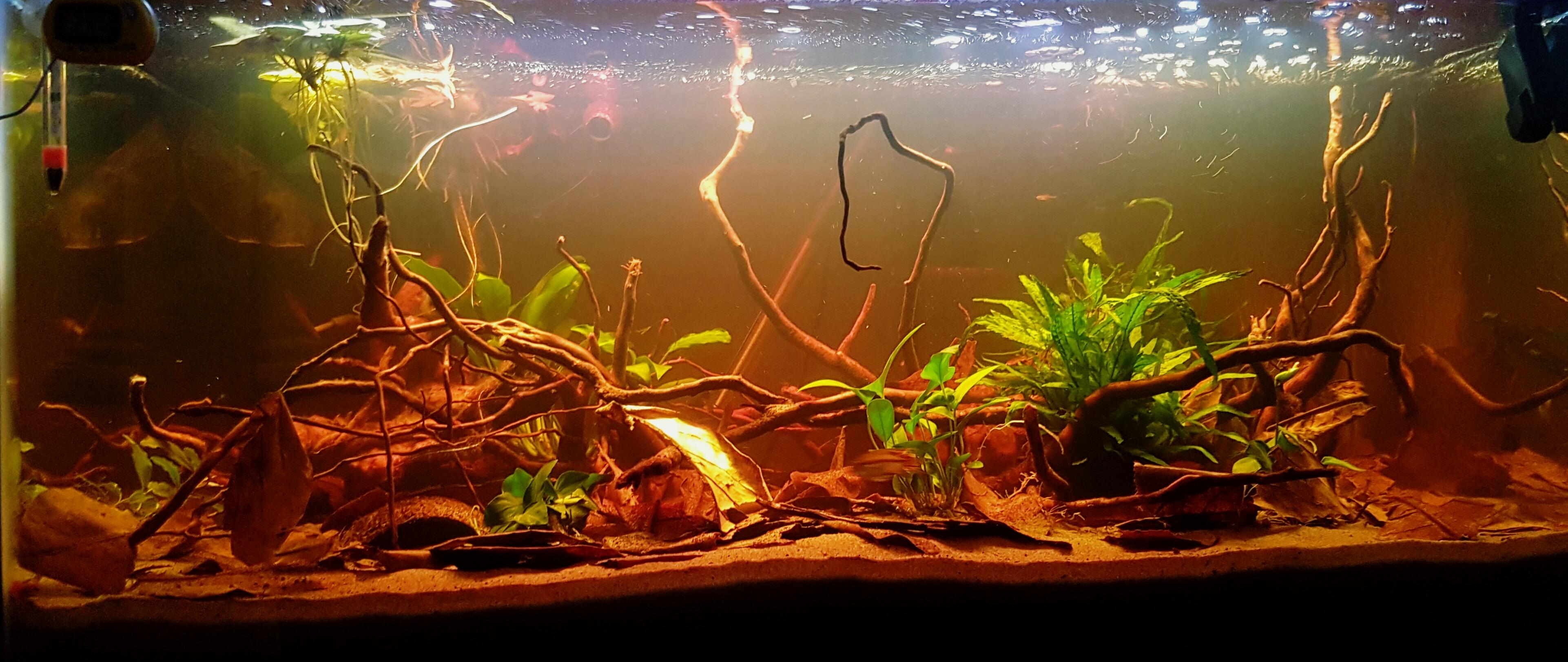 Blackwater Tank r/Aquariums