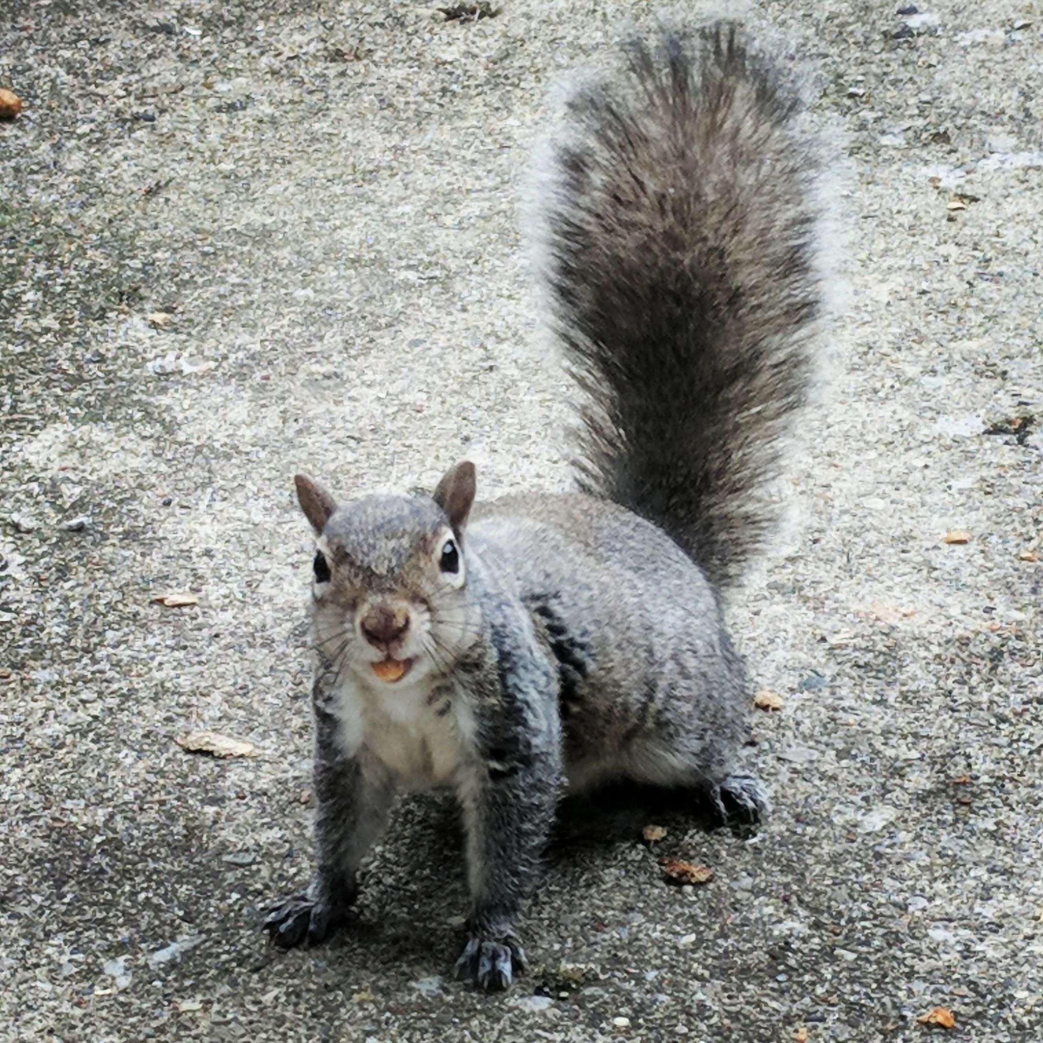 My apartment doesn't allow pets, but this little guy waits for me to