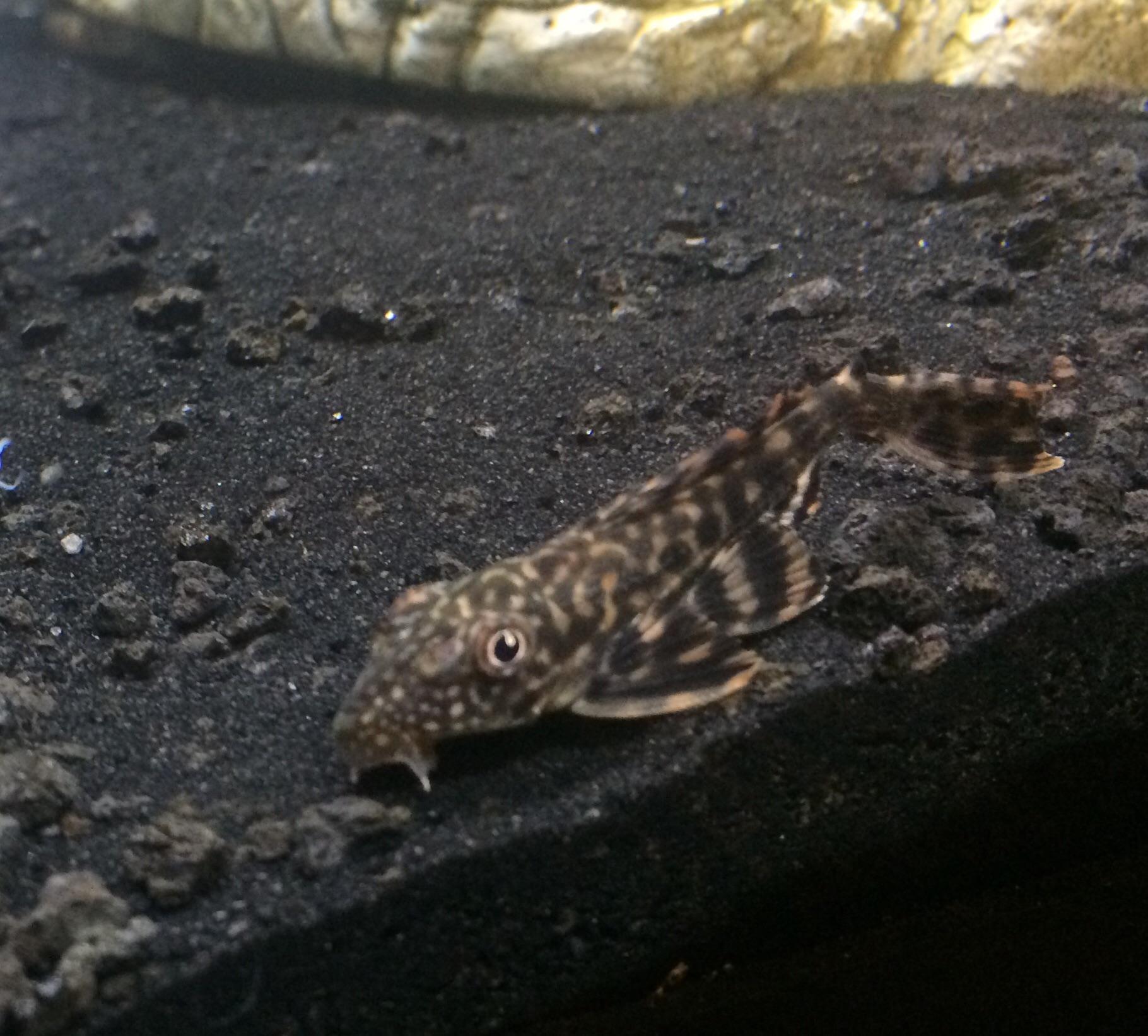 Meet Homerow the baby pleco I saved from my local petco yesterday r
