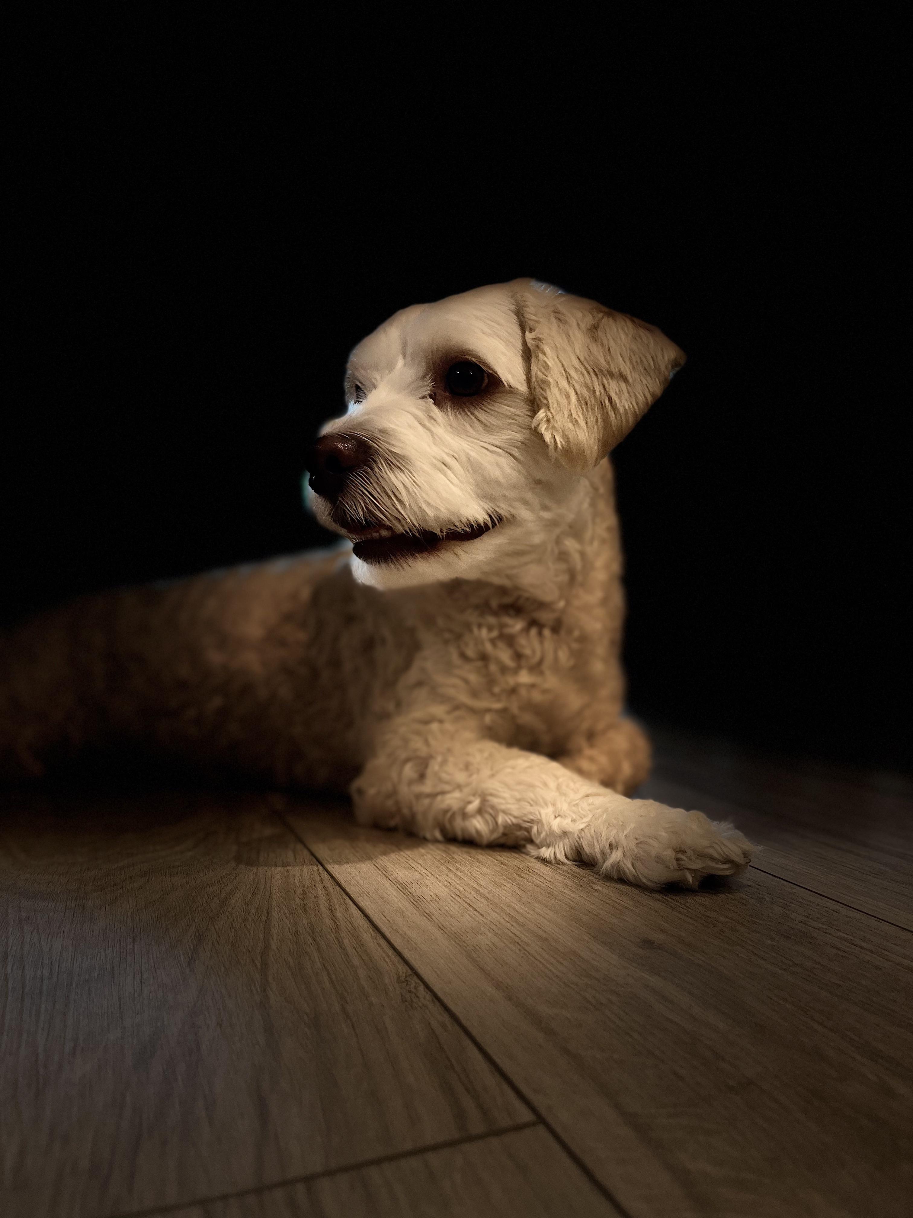My Dog (Stage Light Portrait Mode) r/iPhoneography