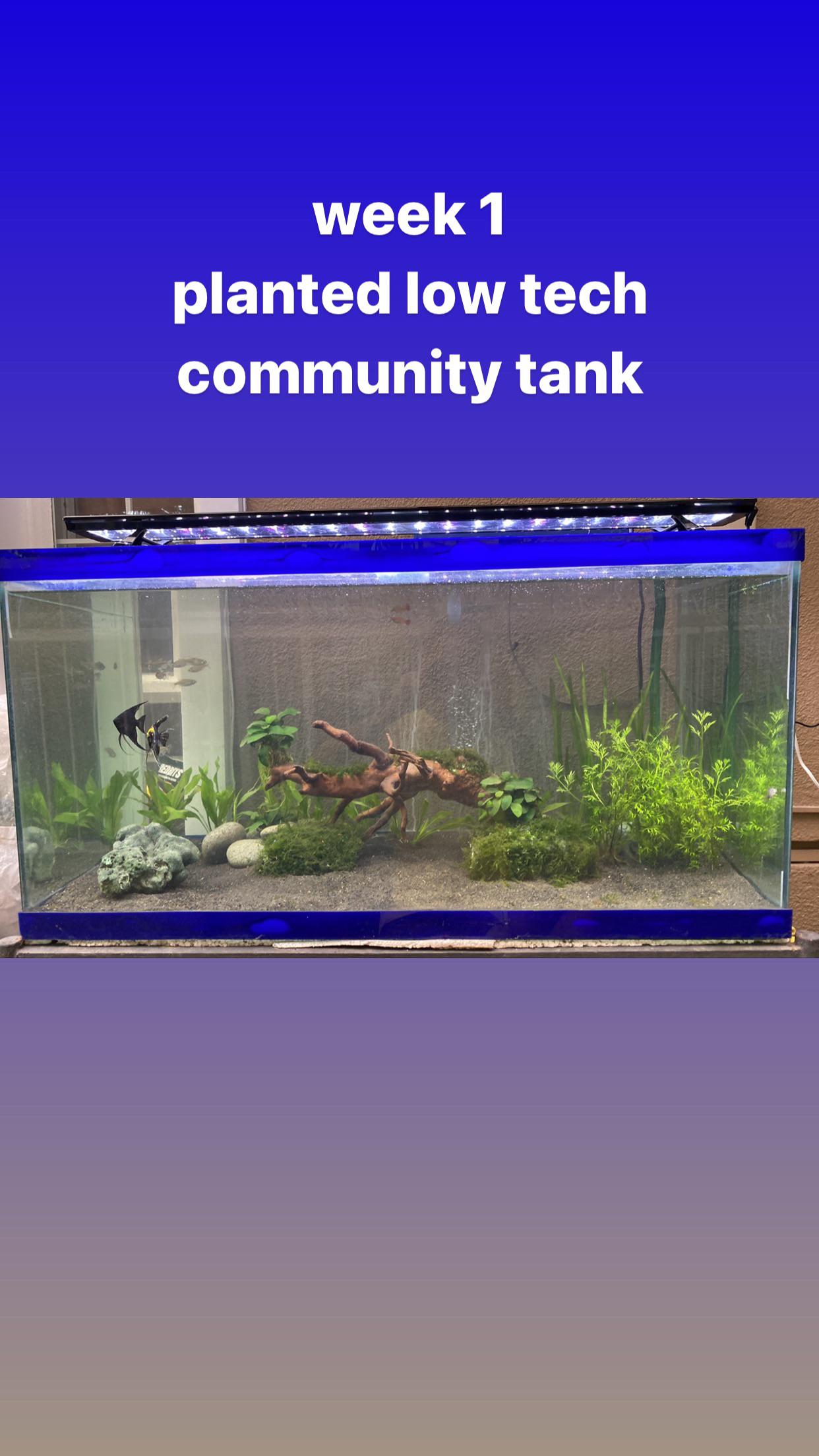 40 gallon stocking r/Aquariums