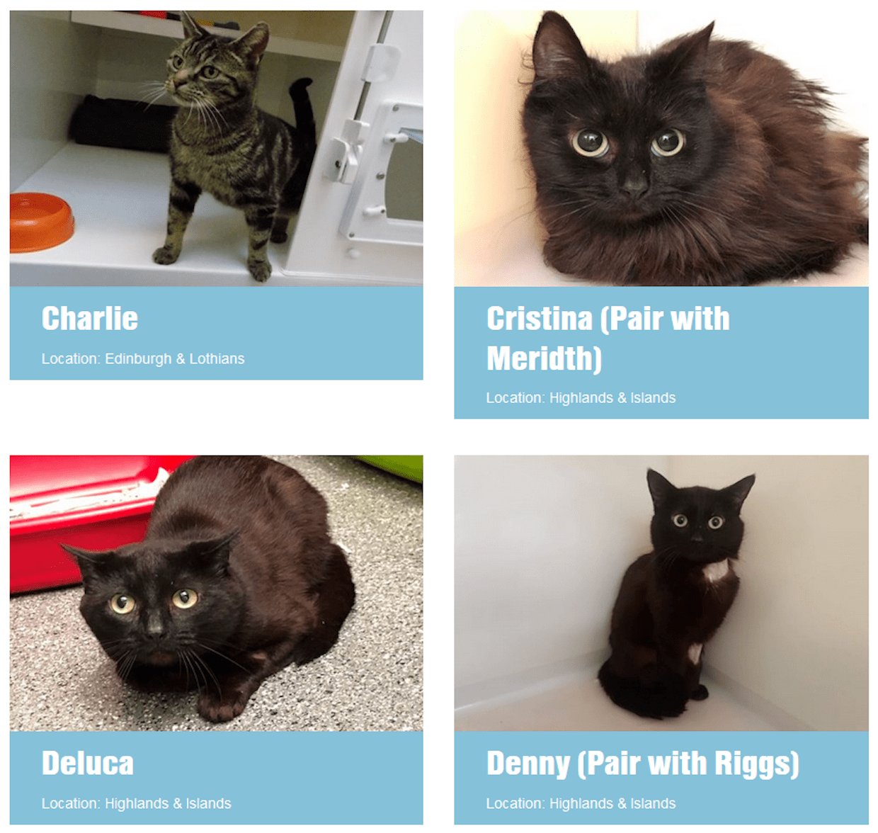 Someone gave these rescue cats great names! r/greysanatomy