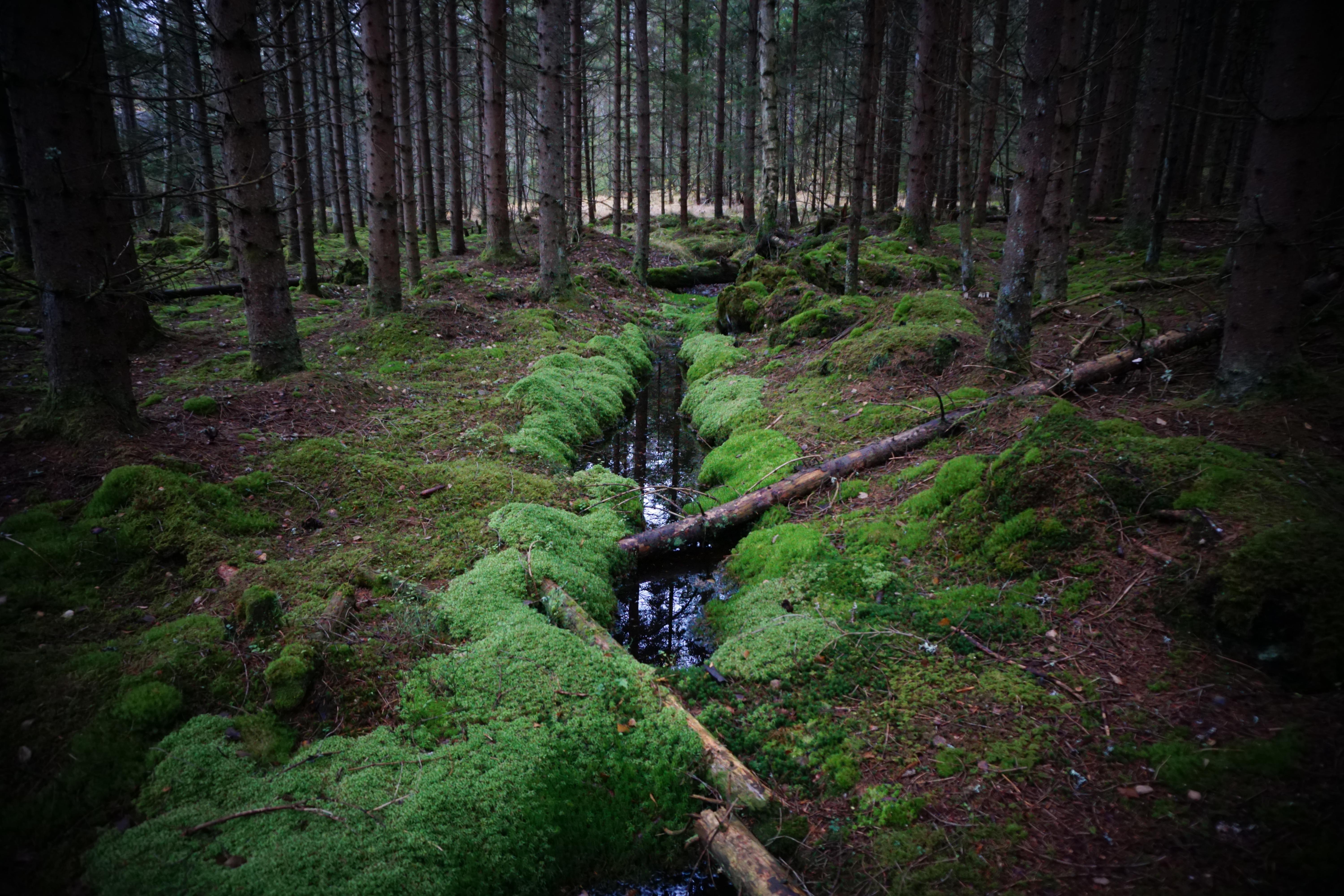 Forest near Bø, Norway [6000x4000] r/EarthPorn