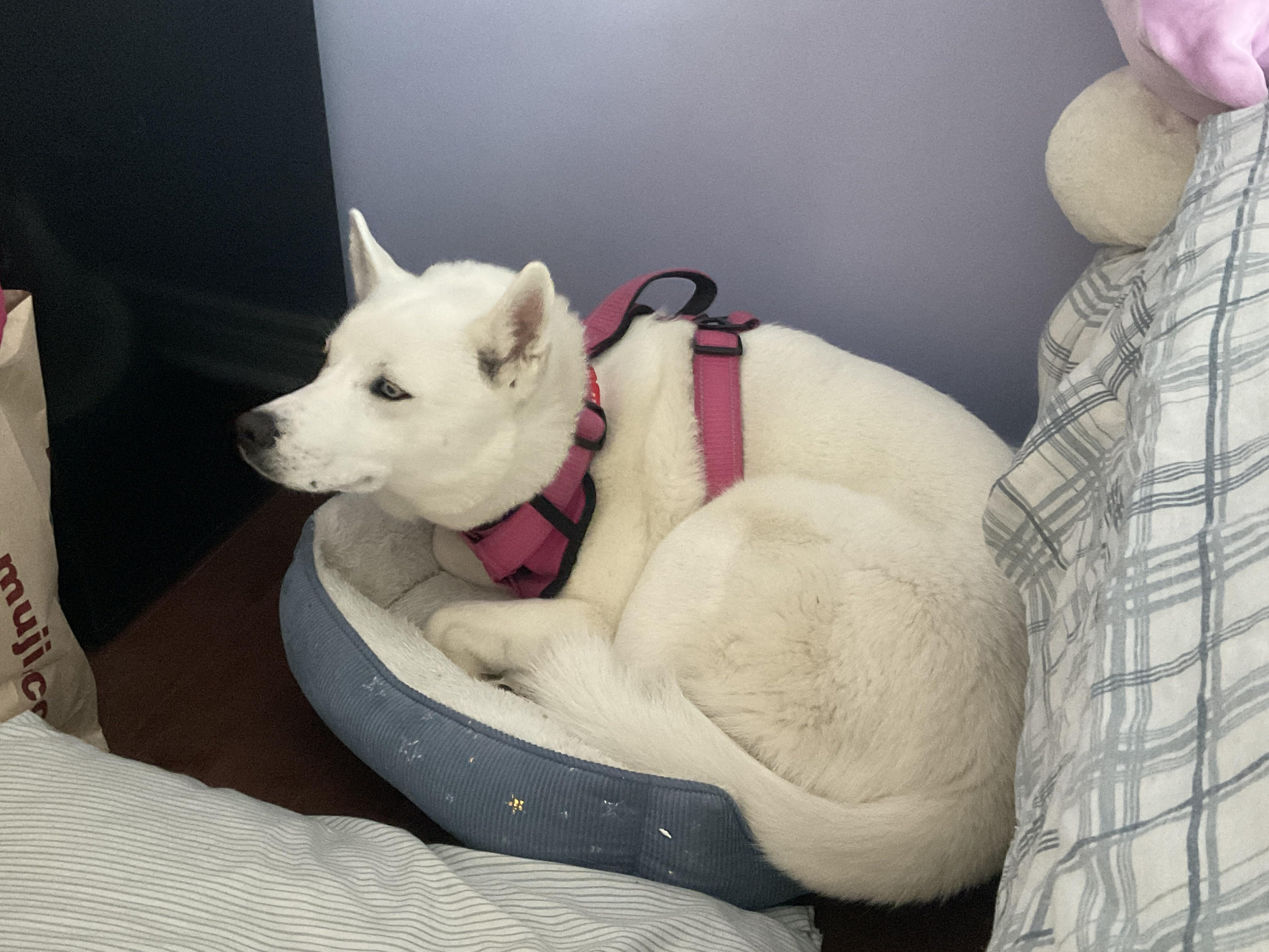 This is my dog luna r/Awww