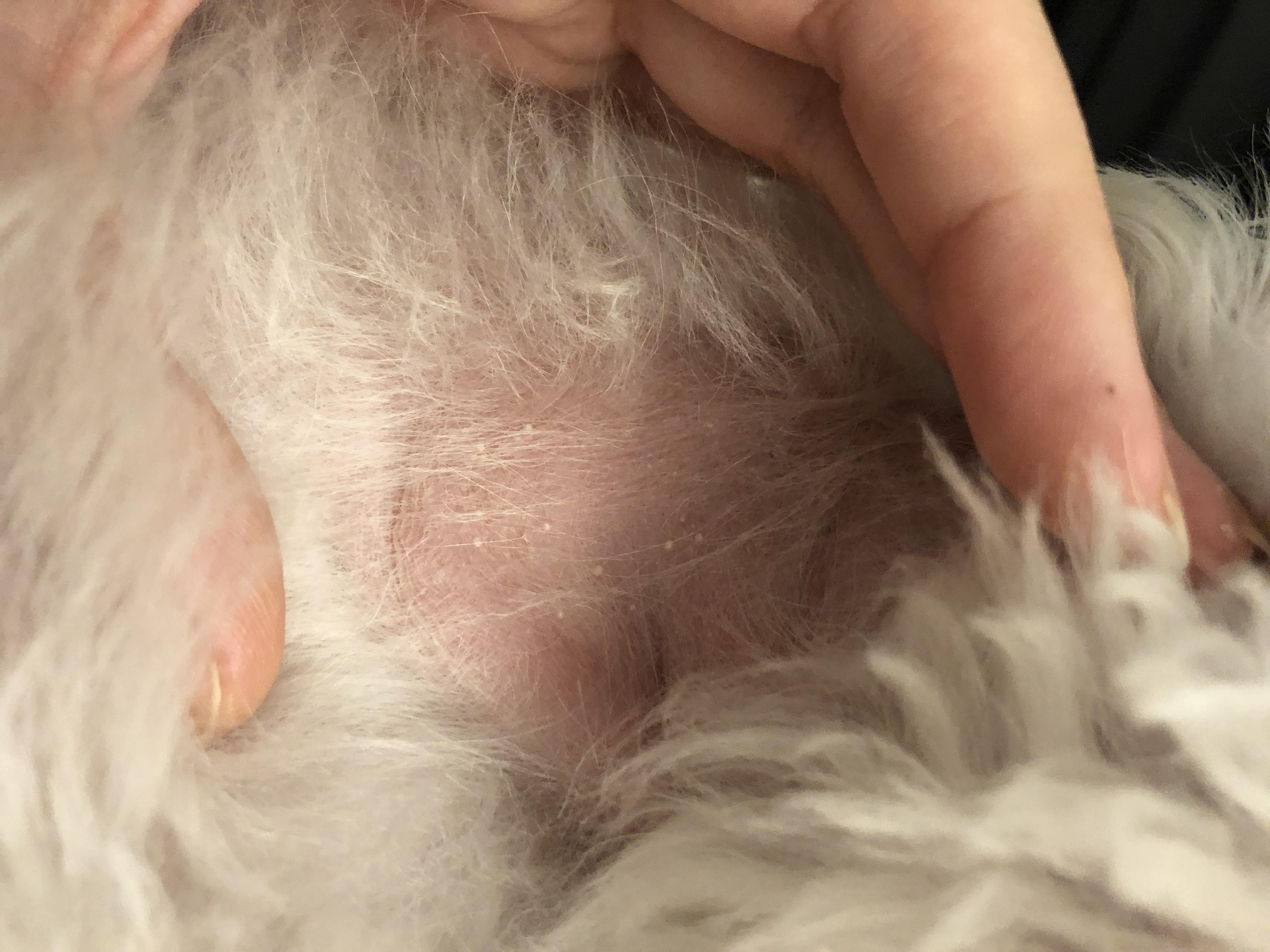 Anyone Know What Is This White Bumps Are? My Dog Has This White Bumps All Over His Torso. And His Hair Is Very Thin To Bald Wherever These White Bumps Are. No
