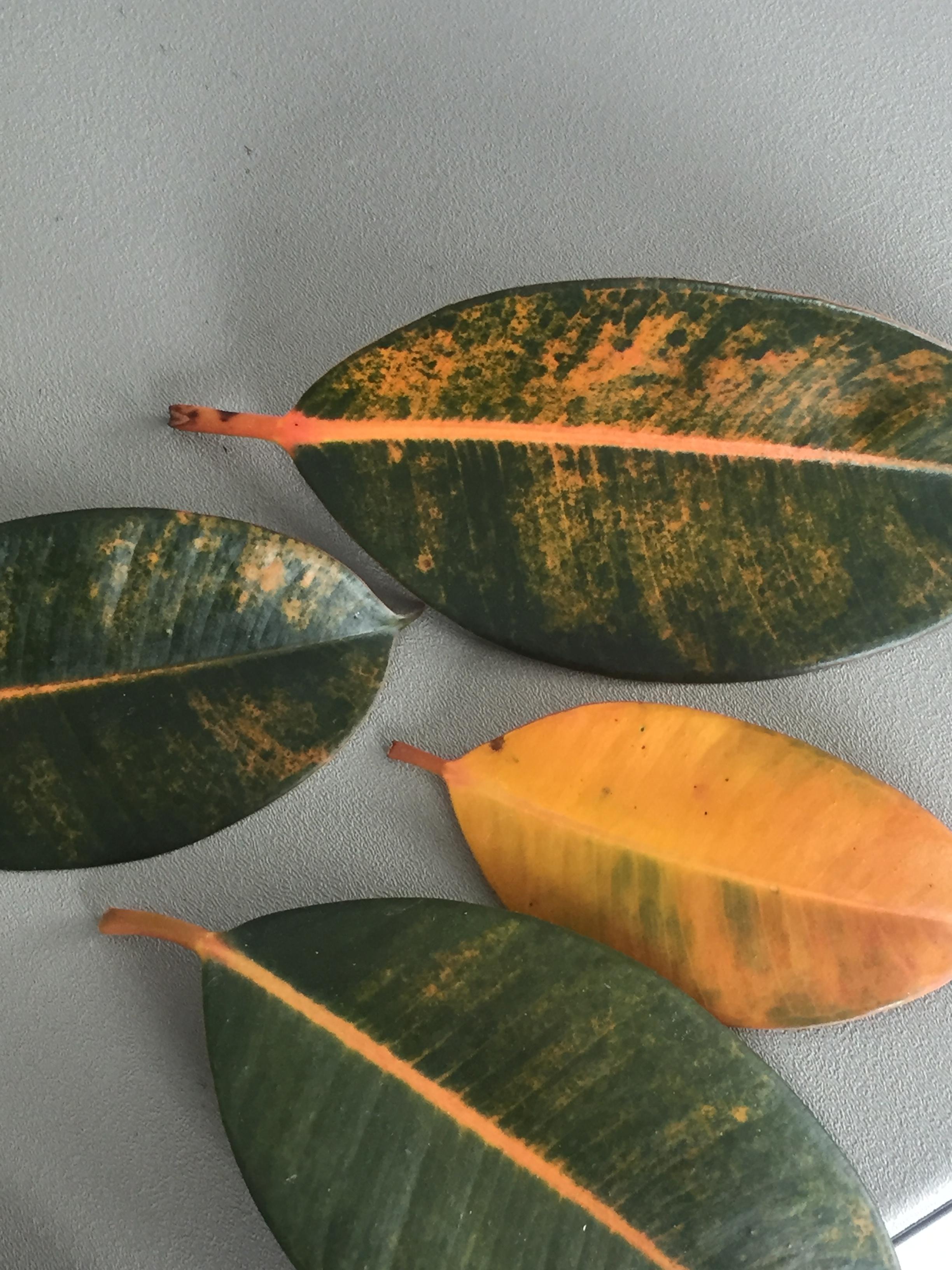 Rubber plant brown leaves. Something wrong? r/houseplants