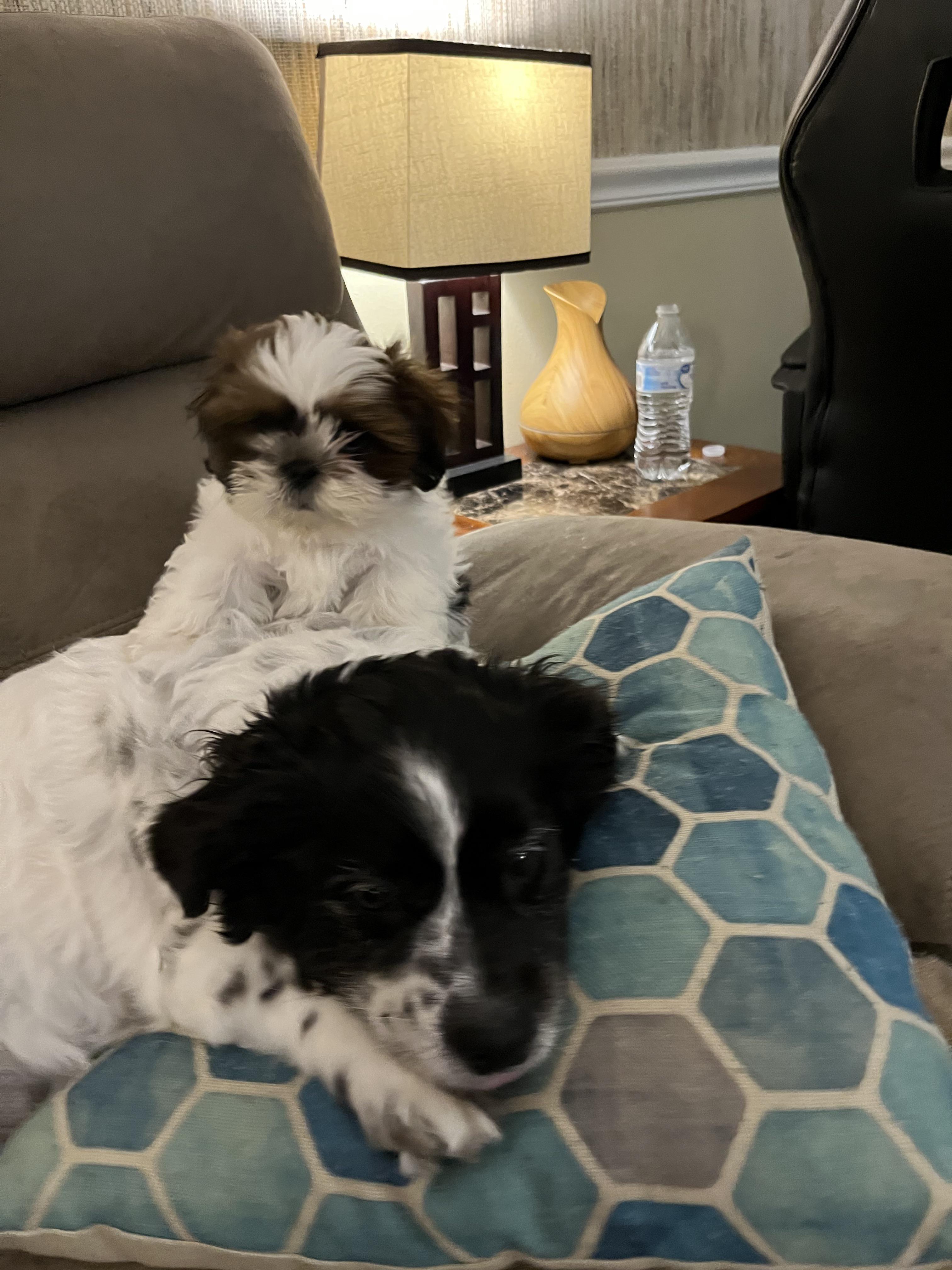 Has anyone ever died of cuteness? r/Shihtzu