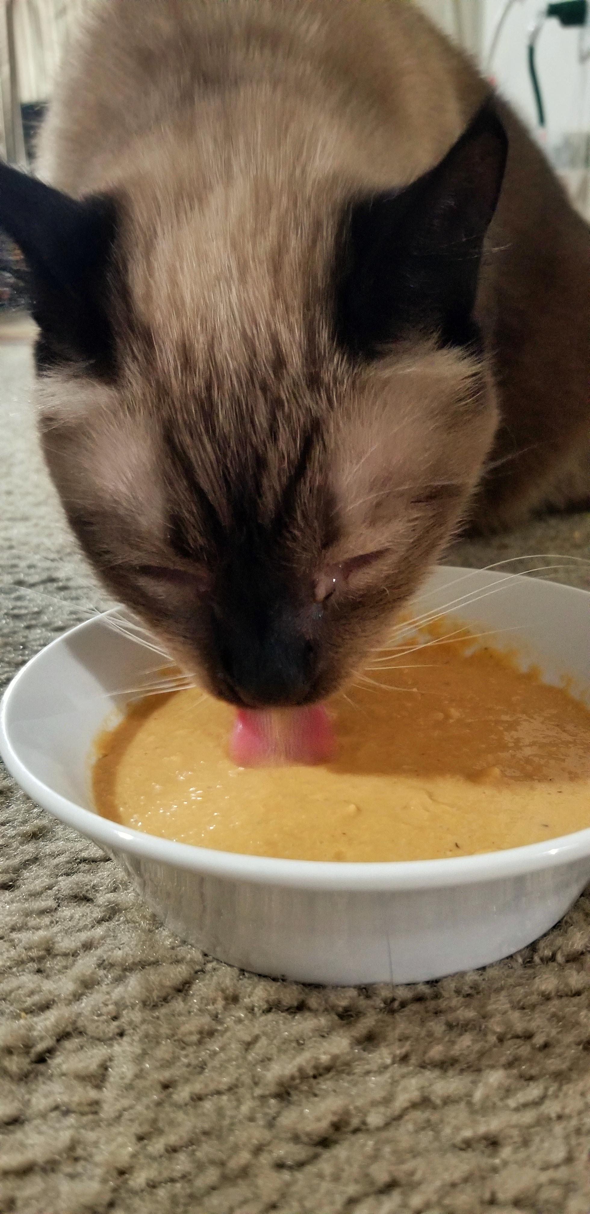 My roommates cat has really bad teeth, it makes it so that even wet