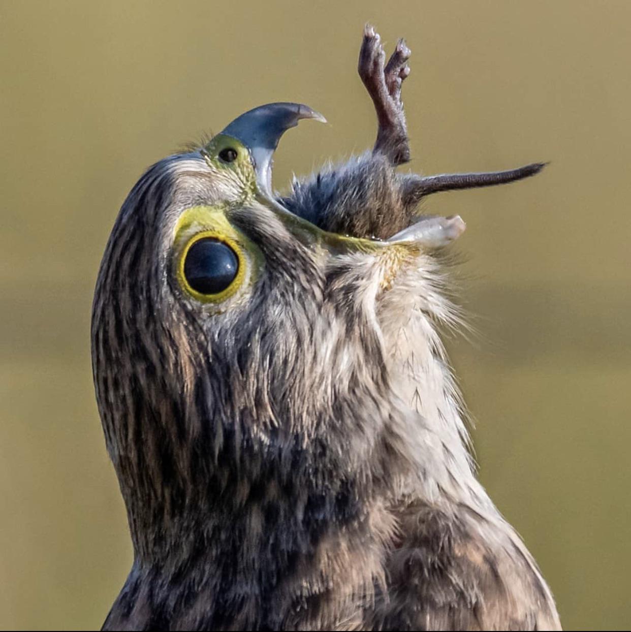 Bird swallows food r/natureismetal