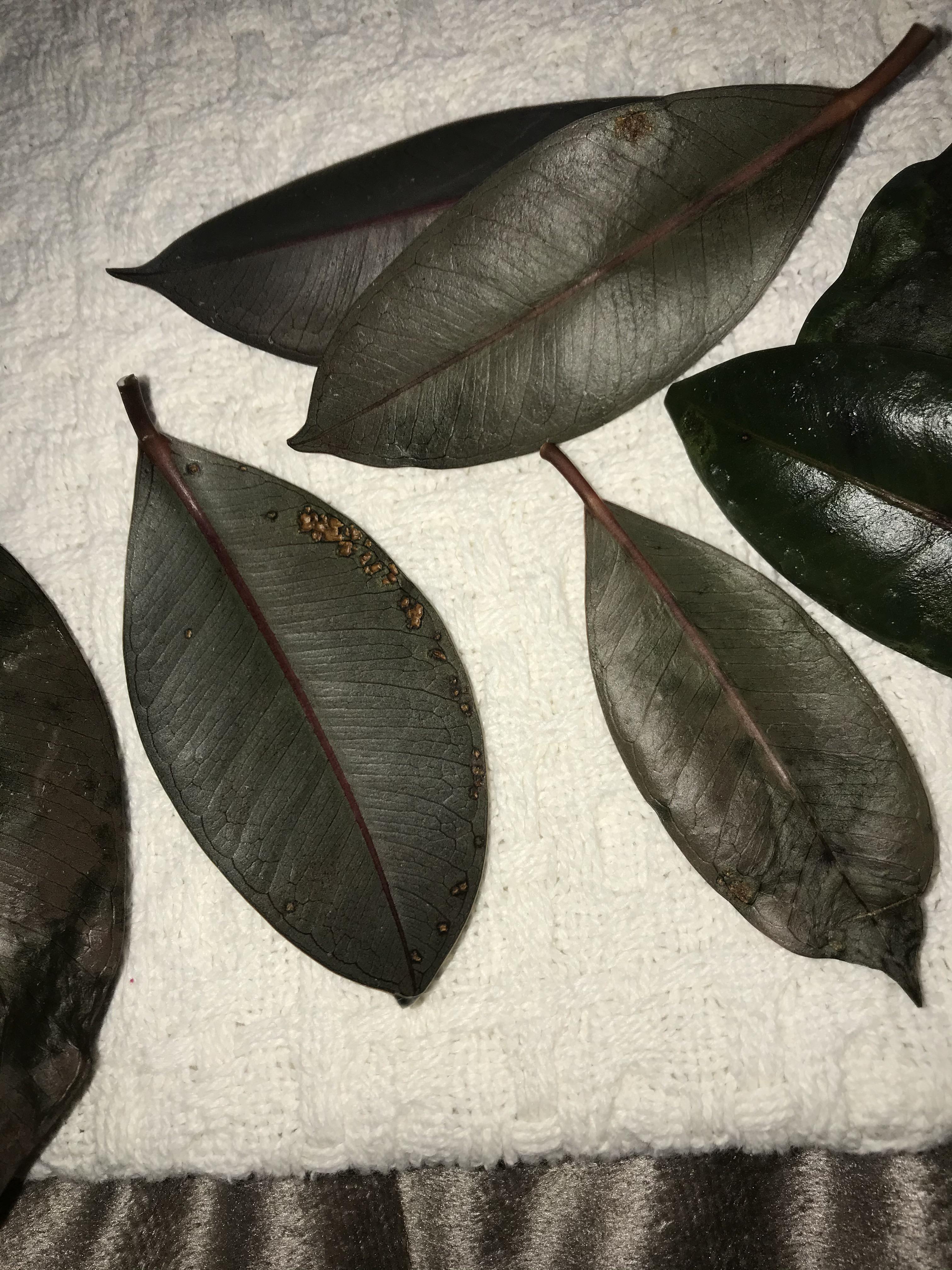 Rubber tree leaves getting wilt spots and brown stuff growing on bottom