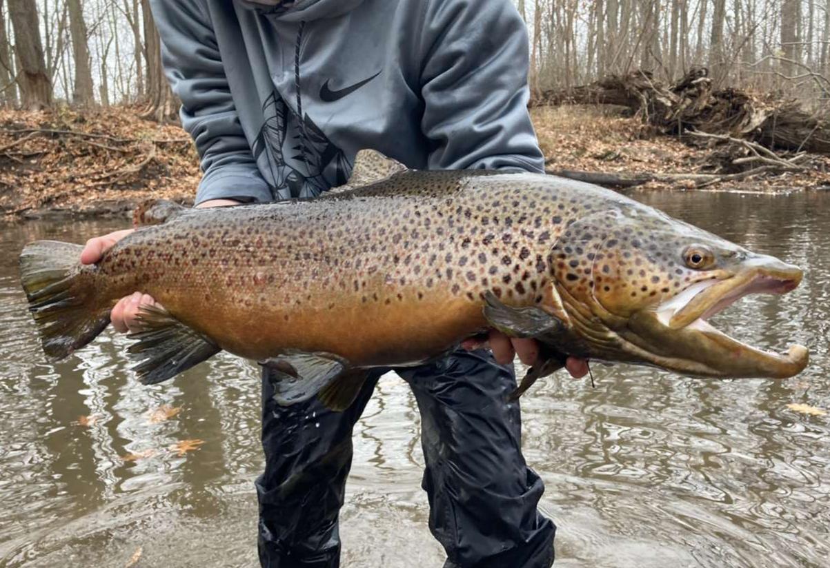 10lb lake run brown from NY r/troutfishing