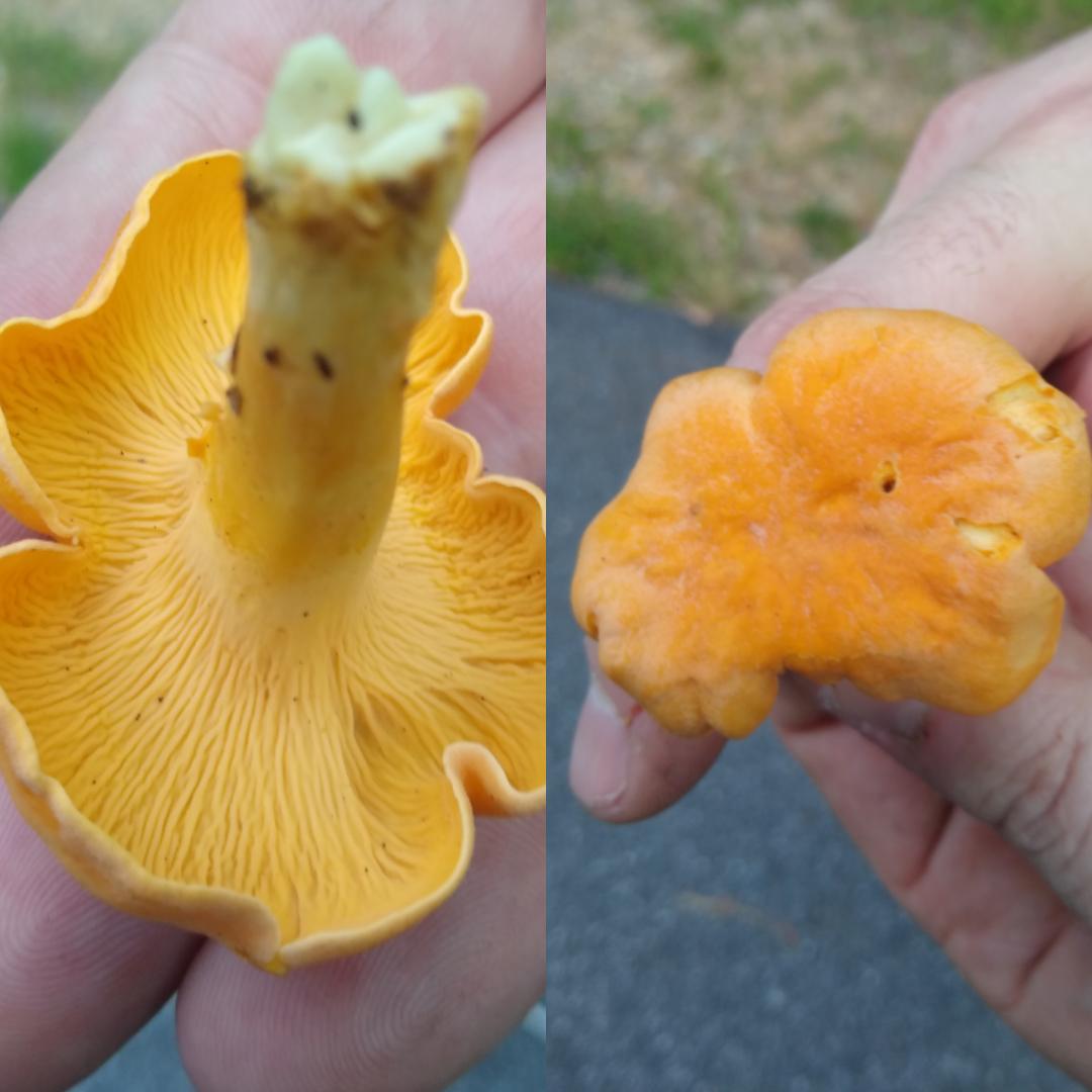 Chanterelles or Jack O'Lantern? r/mycology