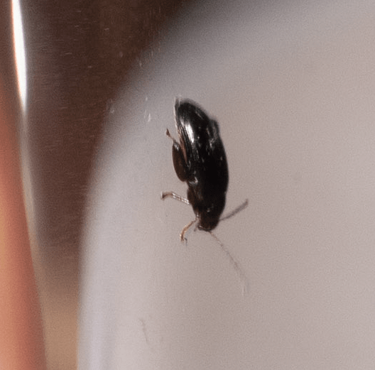 Where can I buy beetles? Store Beetles