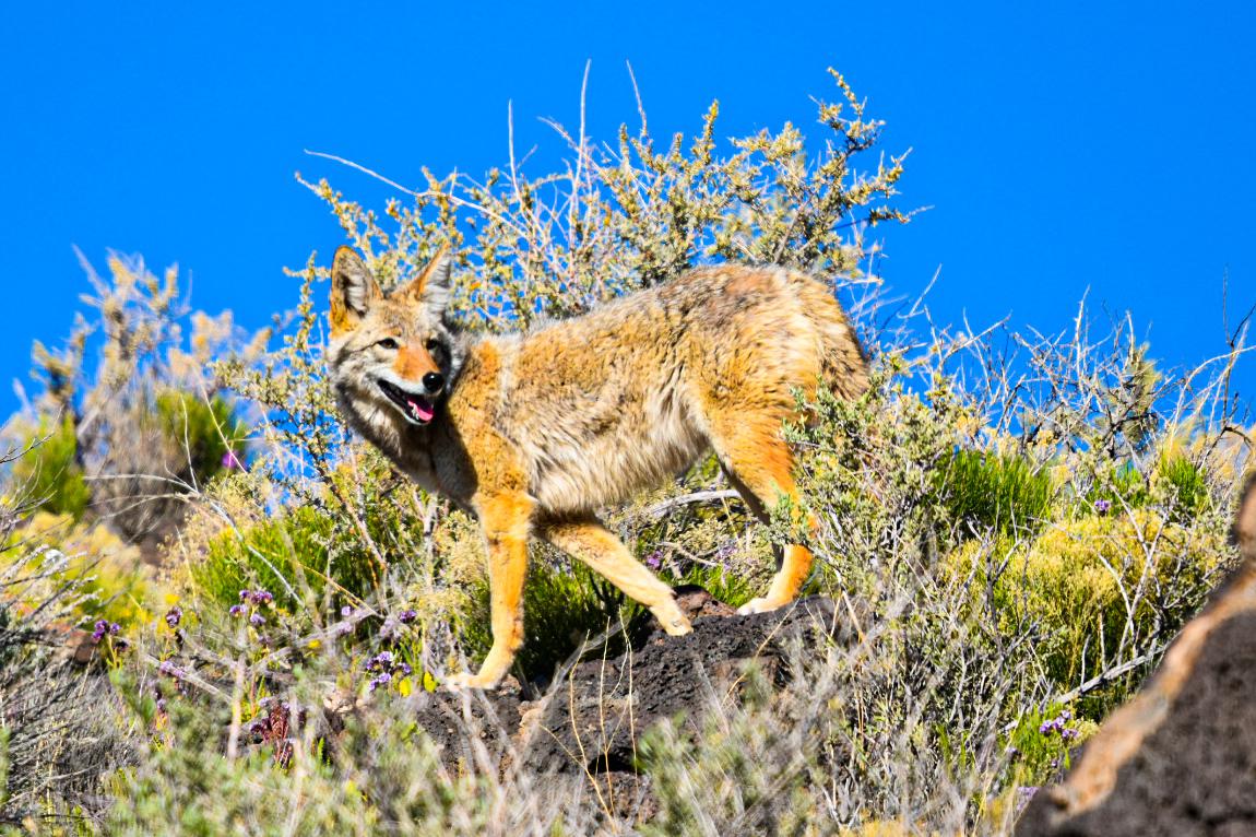 Photogenic coyote. r/Albuquerque