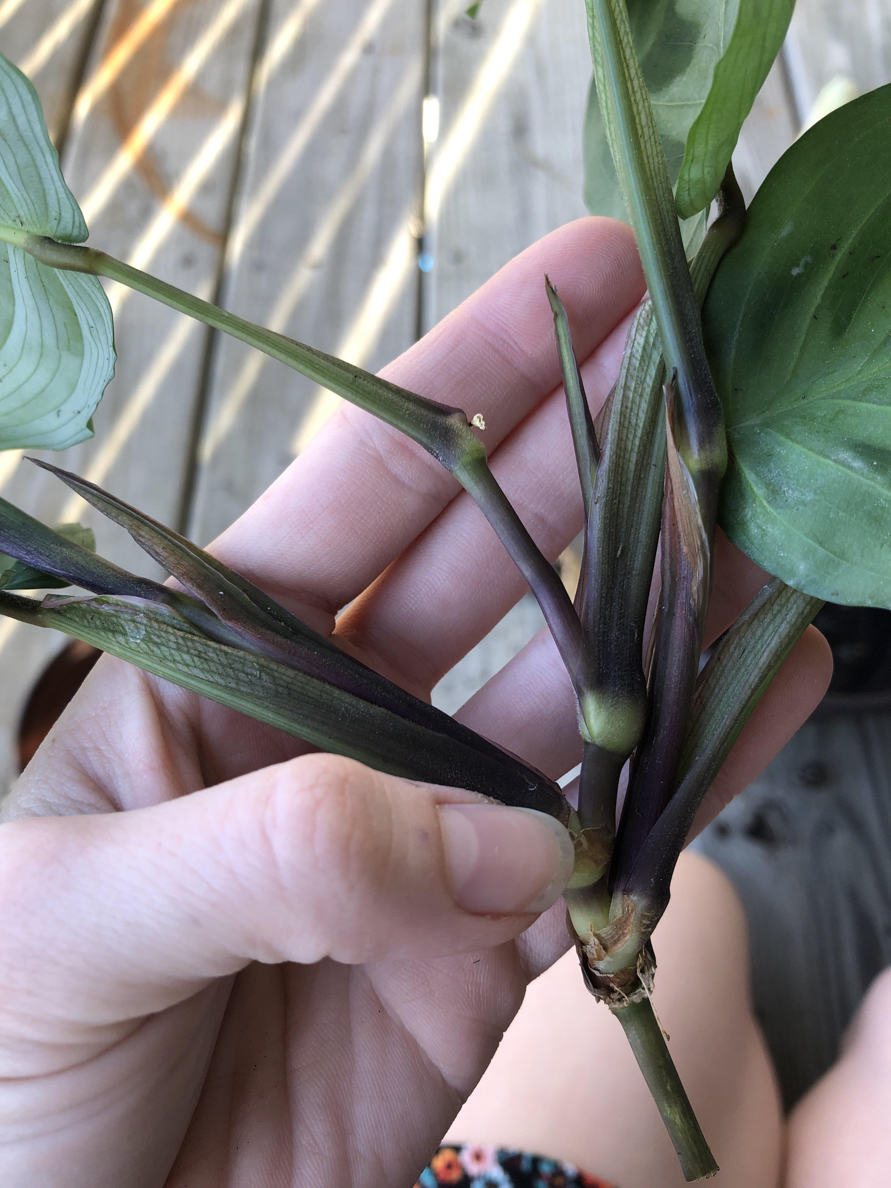 Is my prayer plant rotting or are their stems always this color?? The roots are healthy! But a