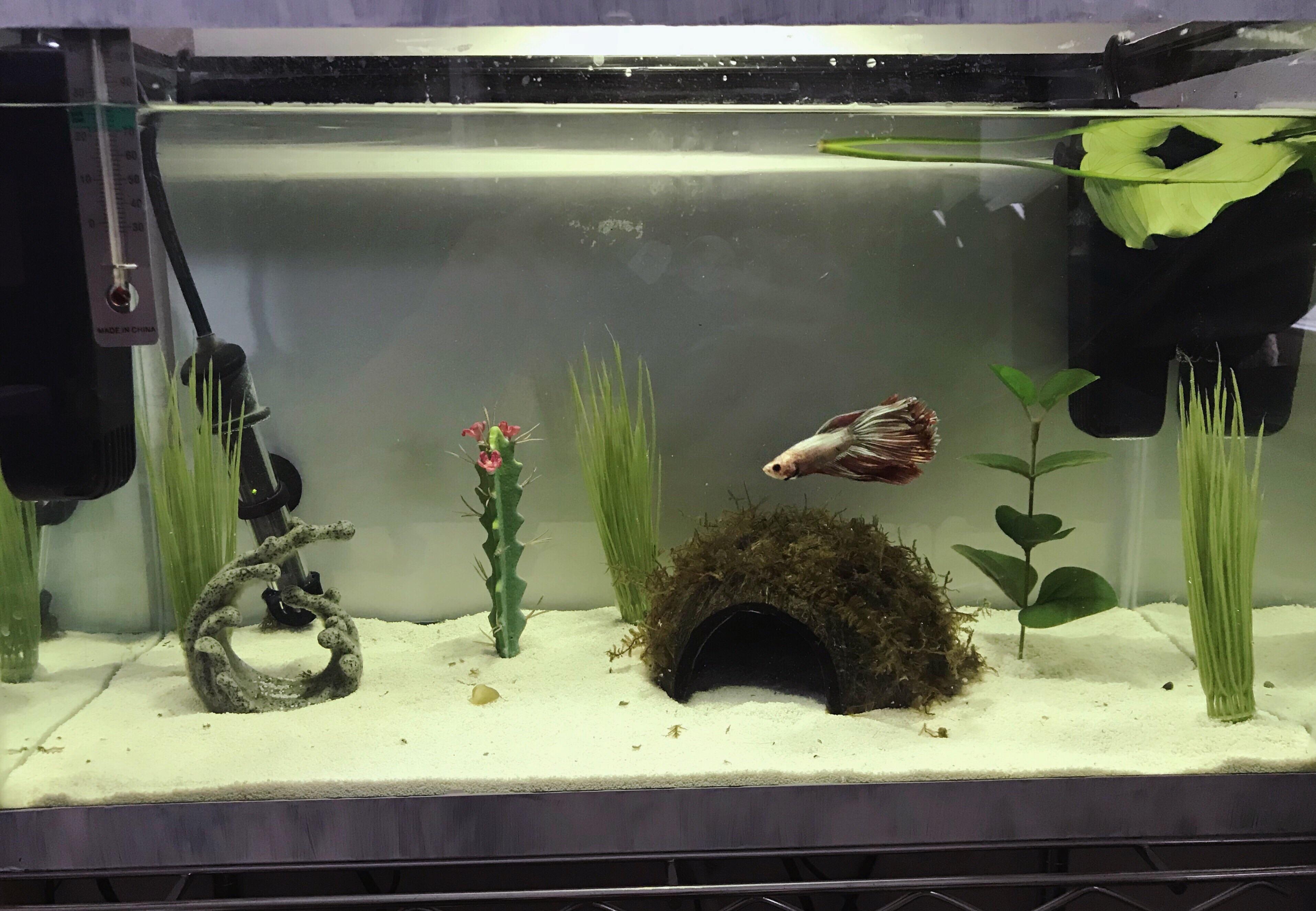 I’ve come to accept that I can’t keep plants alive (aquarium or not) so