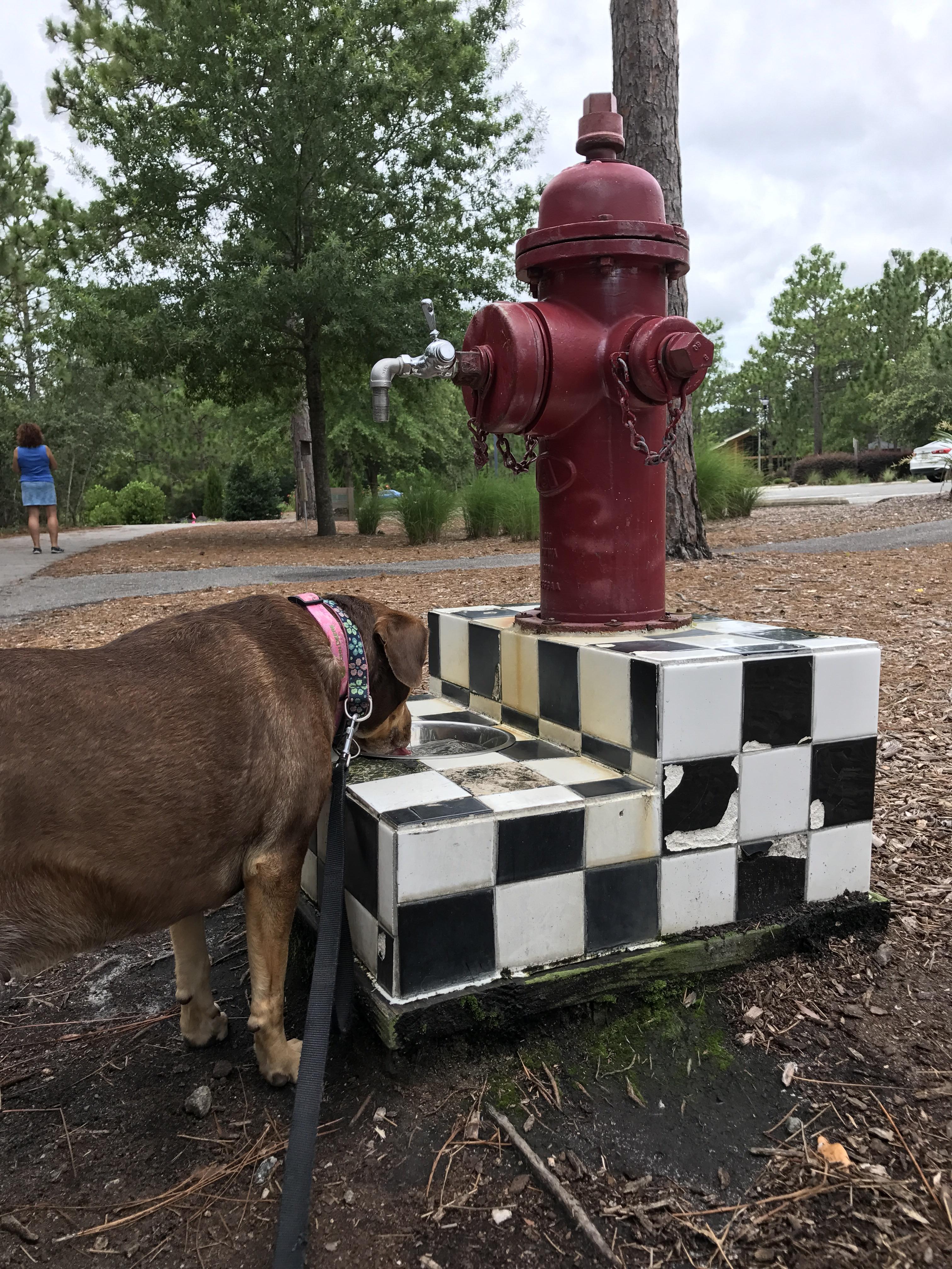 This fire hydrant is a drinking fountain for dogs at a local park. r