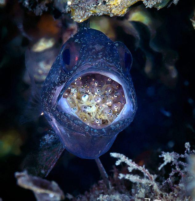 🔥 Male Cardinal Fish [mouthbrooder] carries eggs in its mouth for weeks