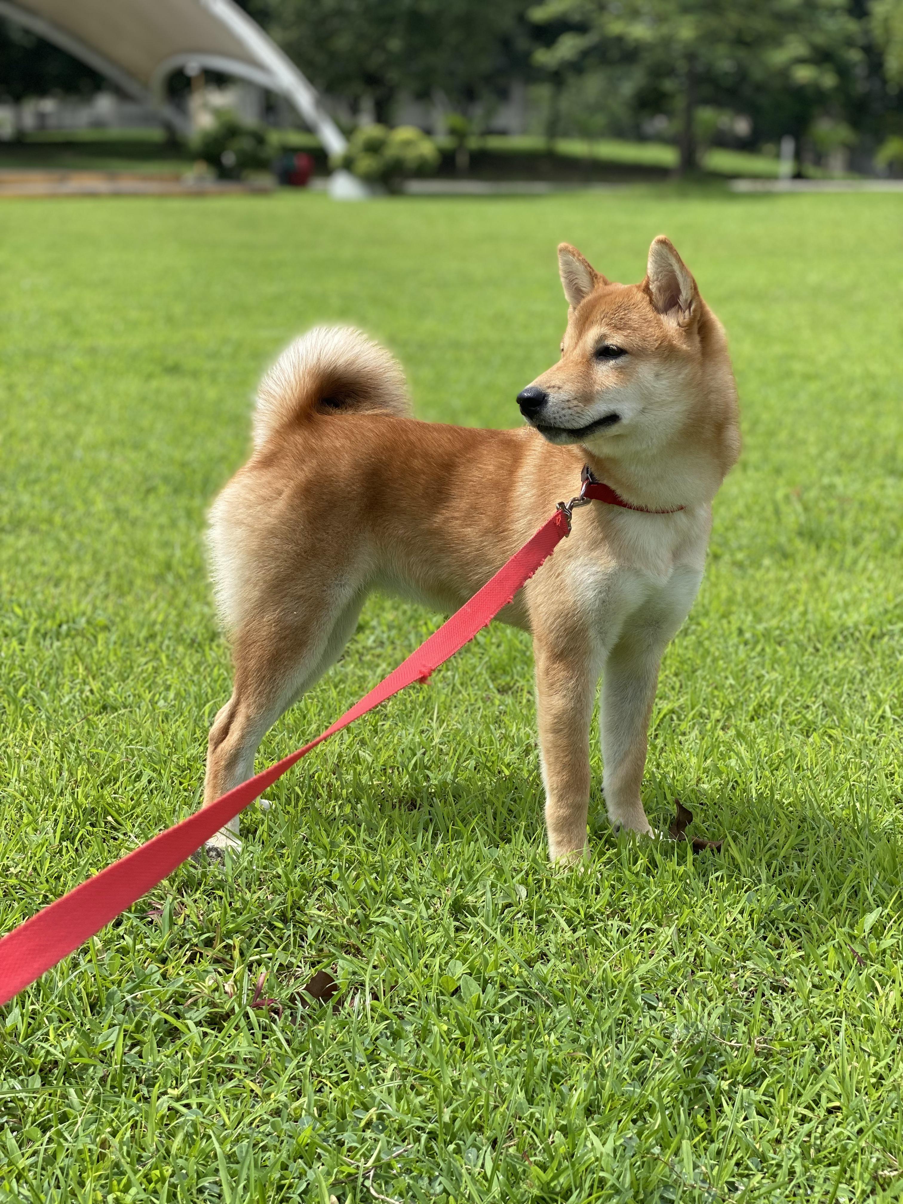 Dreaming of the day I can play with her offleash 🥺 Is it possible? 😅 r/shiba
