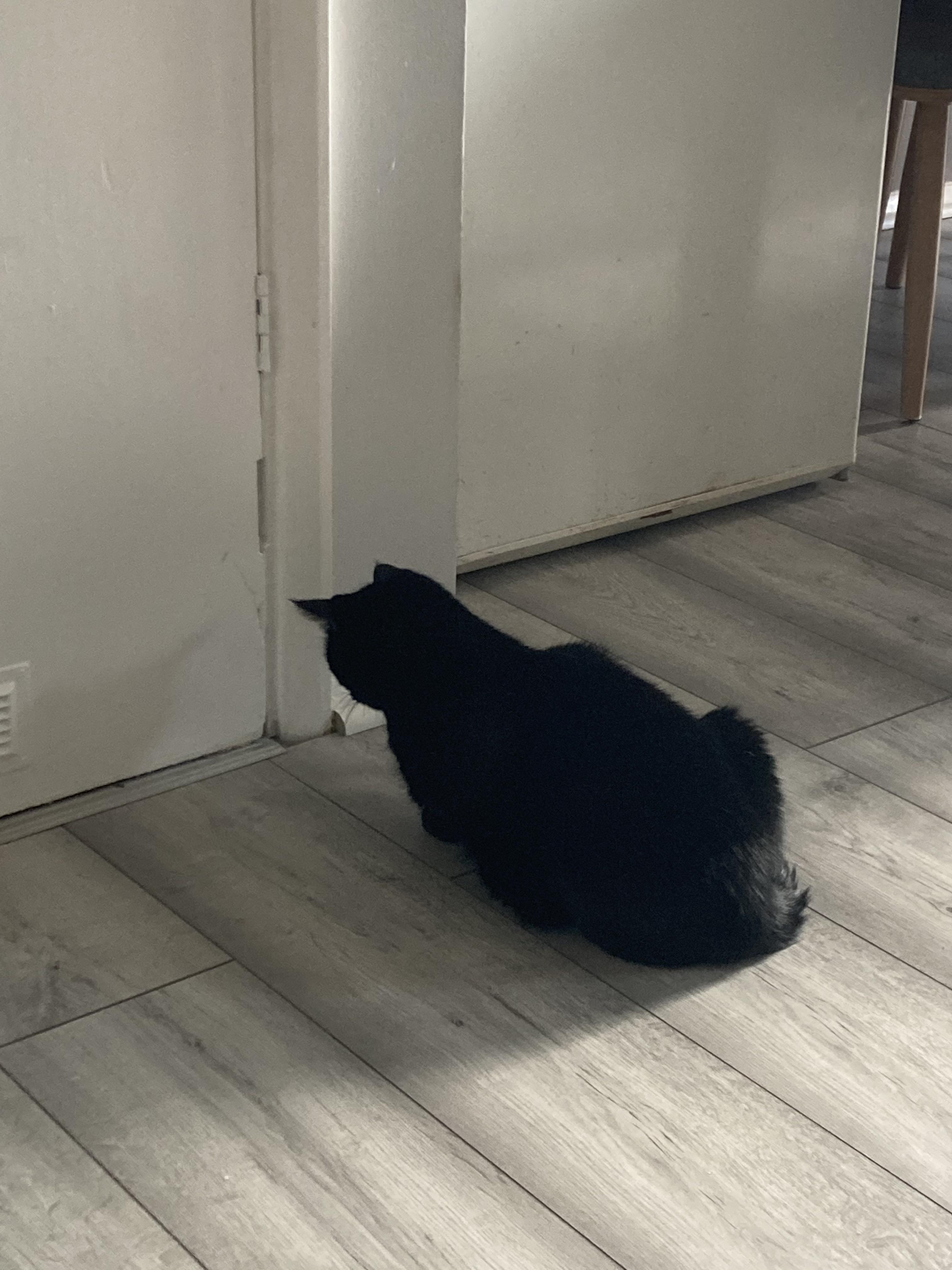 Anyone else’s cat sometimes just stare at the wall/floor?! Hope she’s