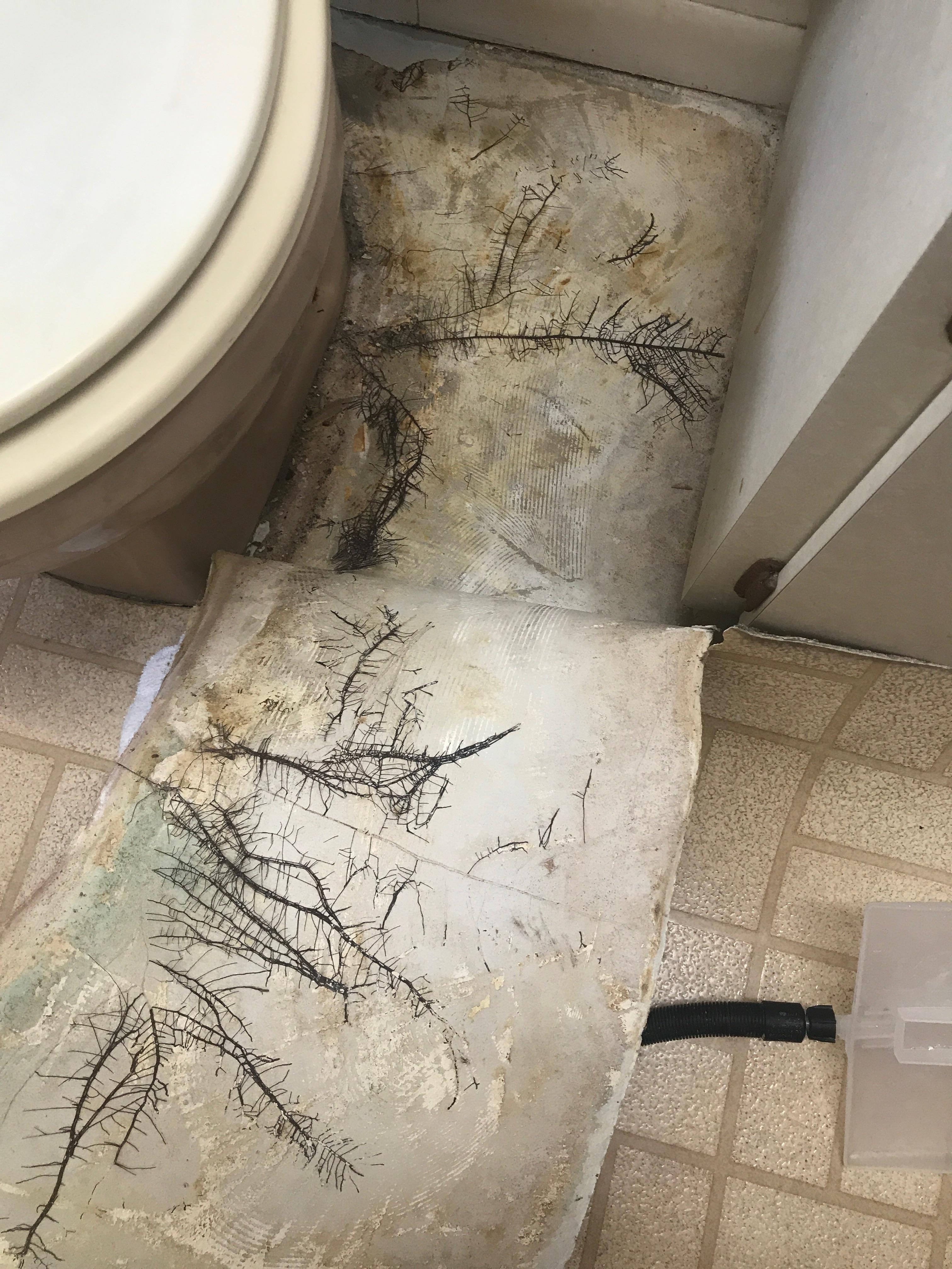 GF was removing the linoleum in the bathroom and this was on the underside of it and the floor