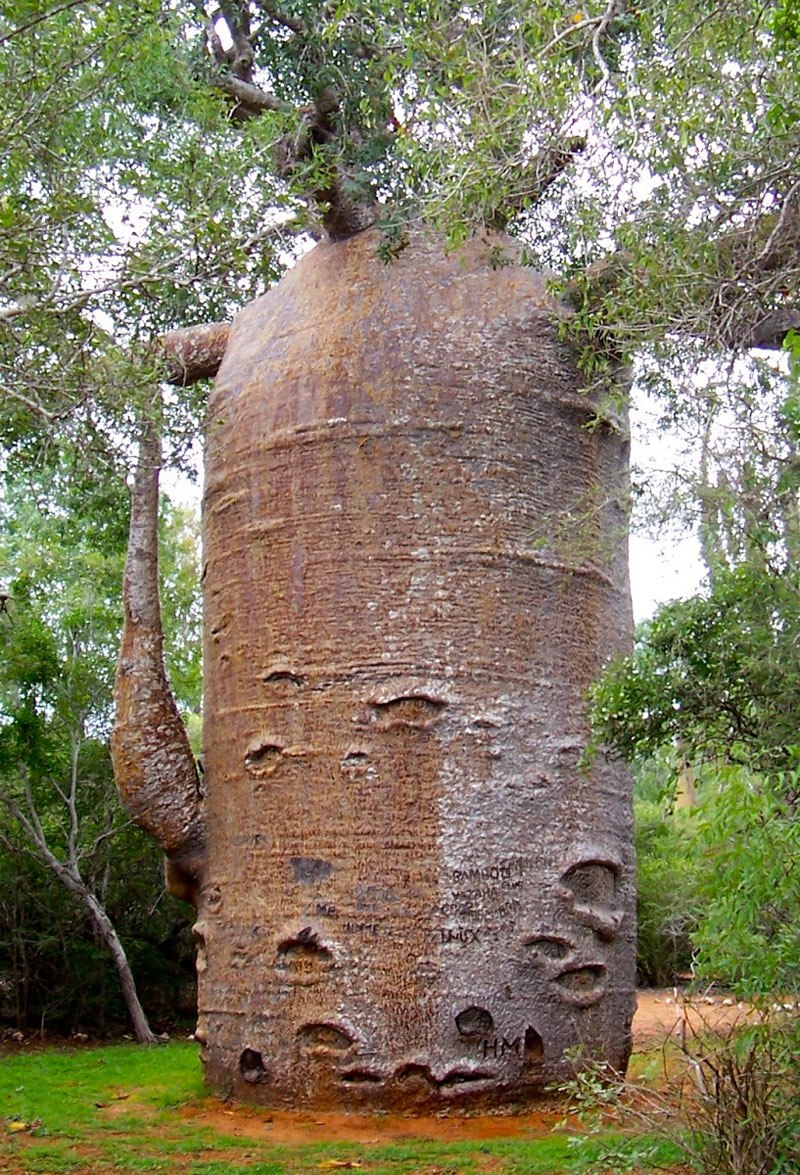 This thicc baobab tree in Madagascar r/interestingasfuck