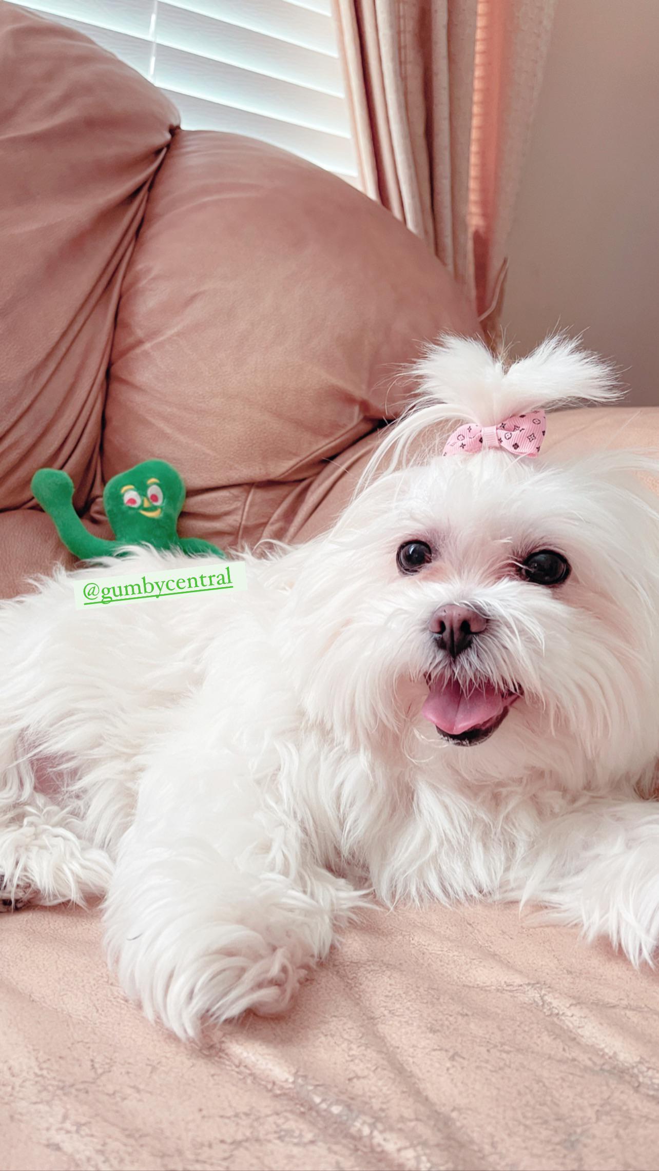 My 9 year old Malshi (Maltese & ShihTzu) loves to have a wet ingredient