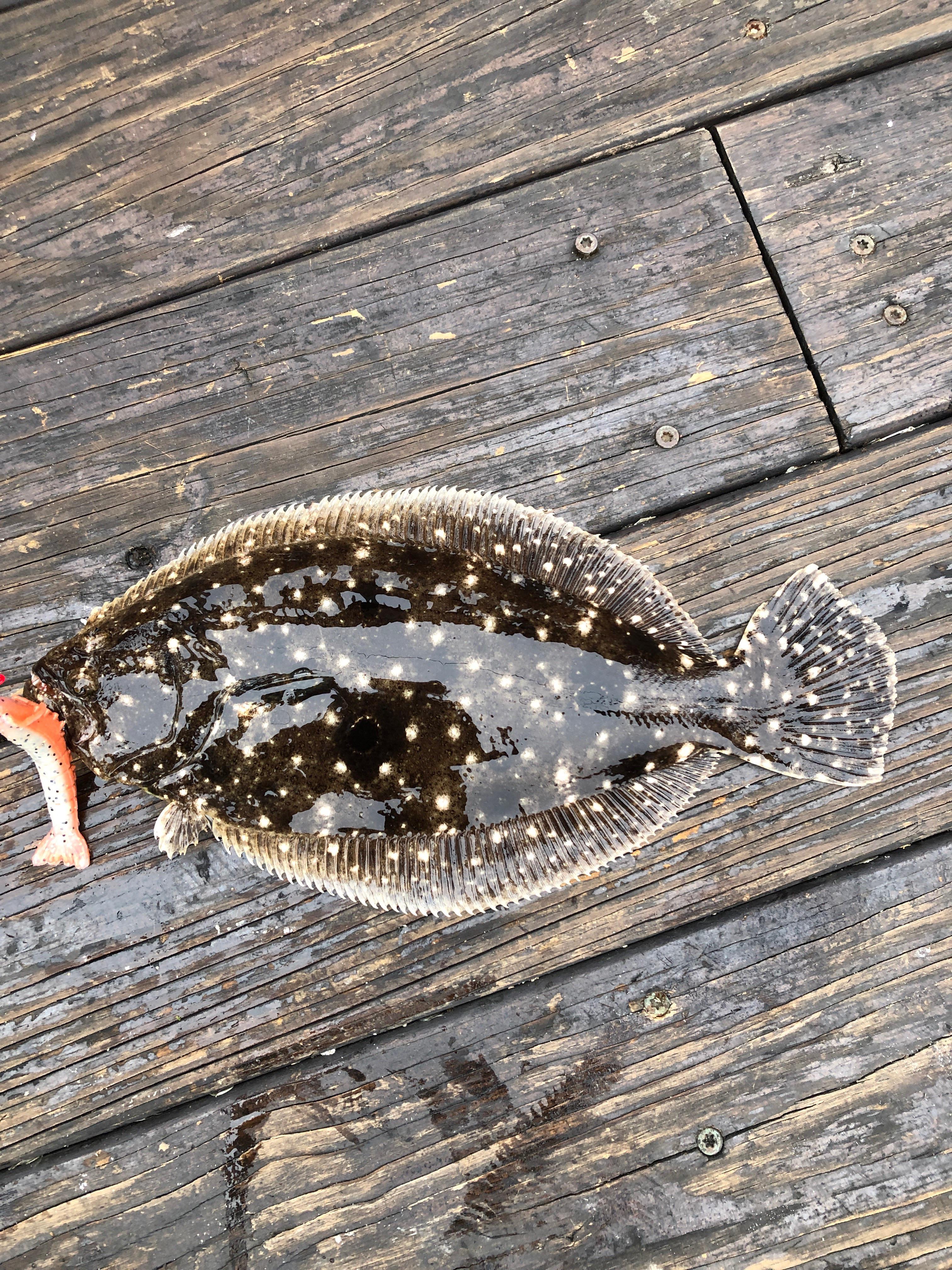 Nice sheen on this southern flounder r/Fishing
