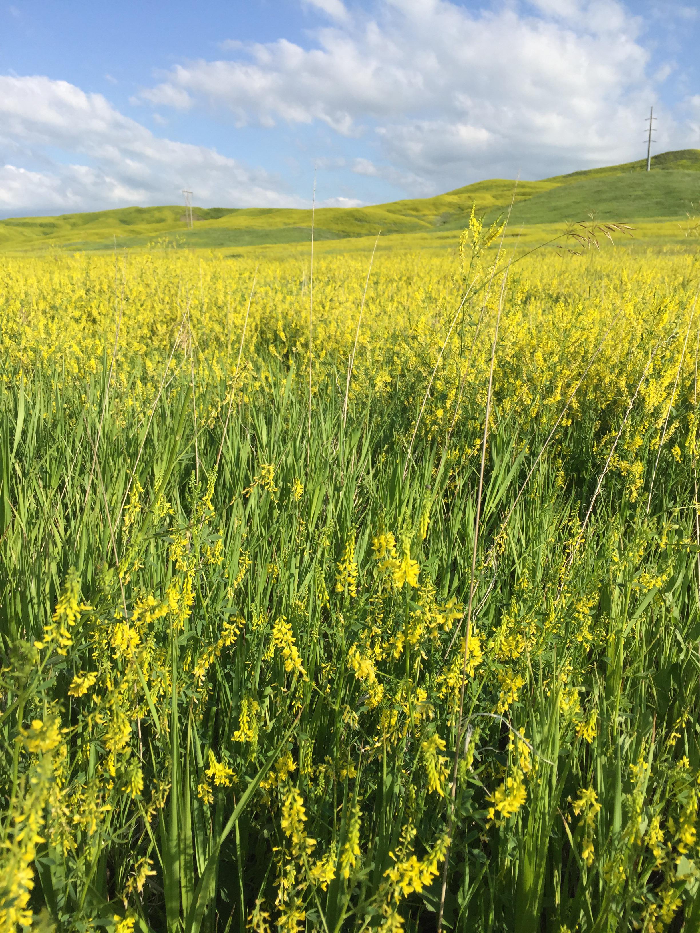Western South Dakota is ablaze with wildflowers that make the air smell