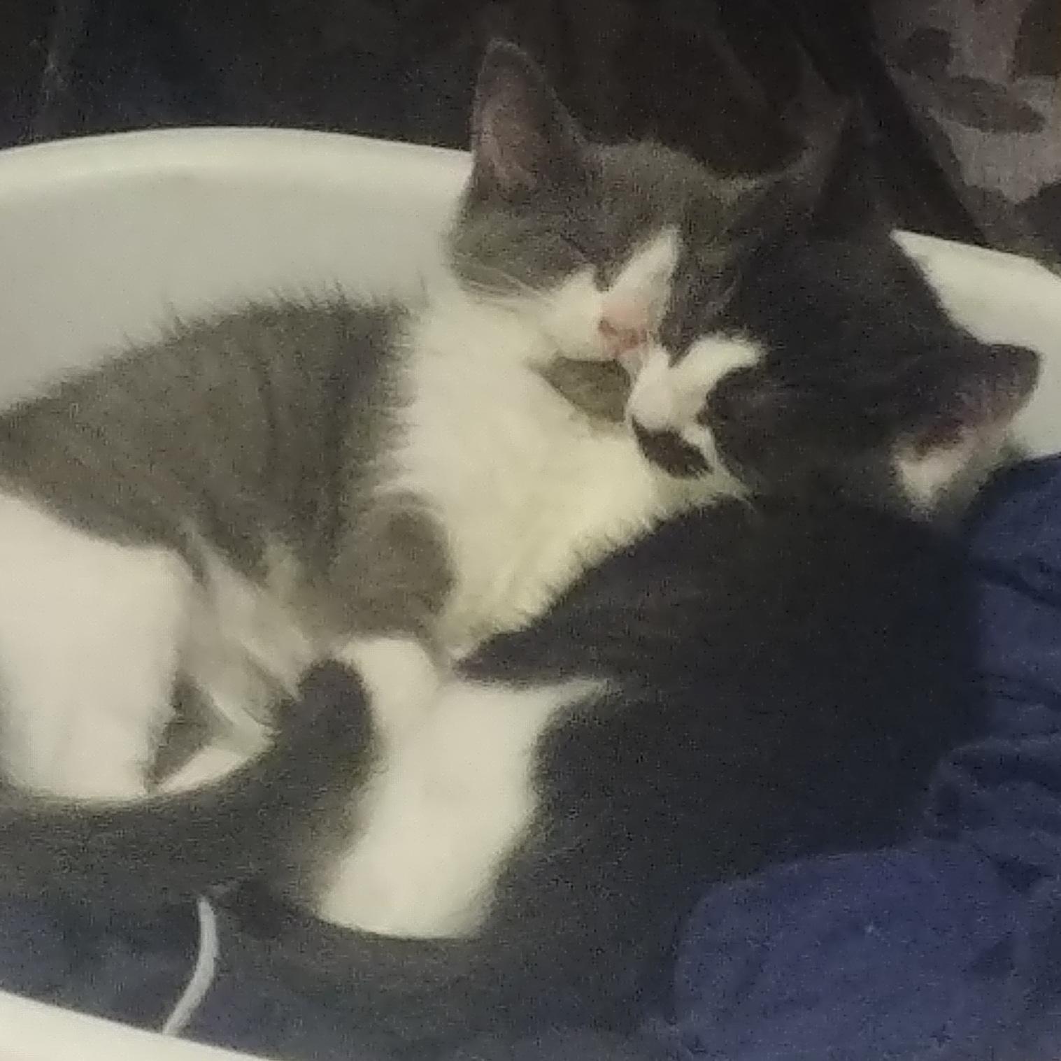 Foster kitten sibling bond r/kittens