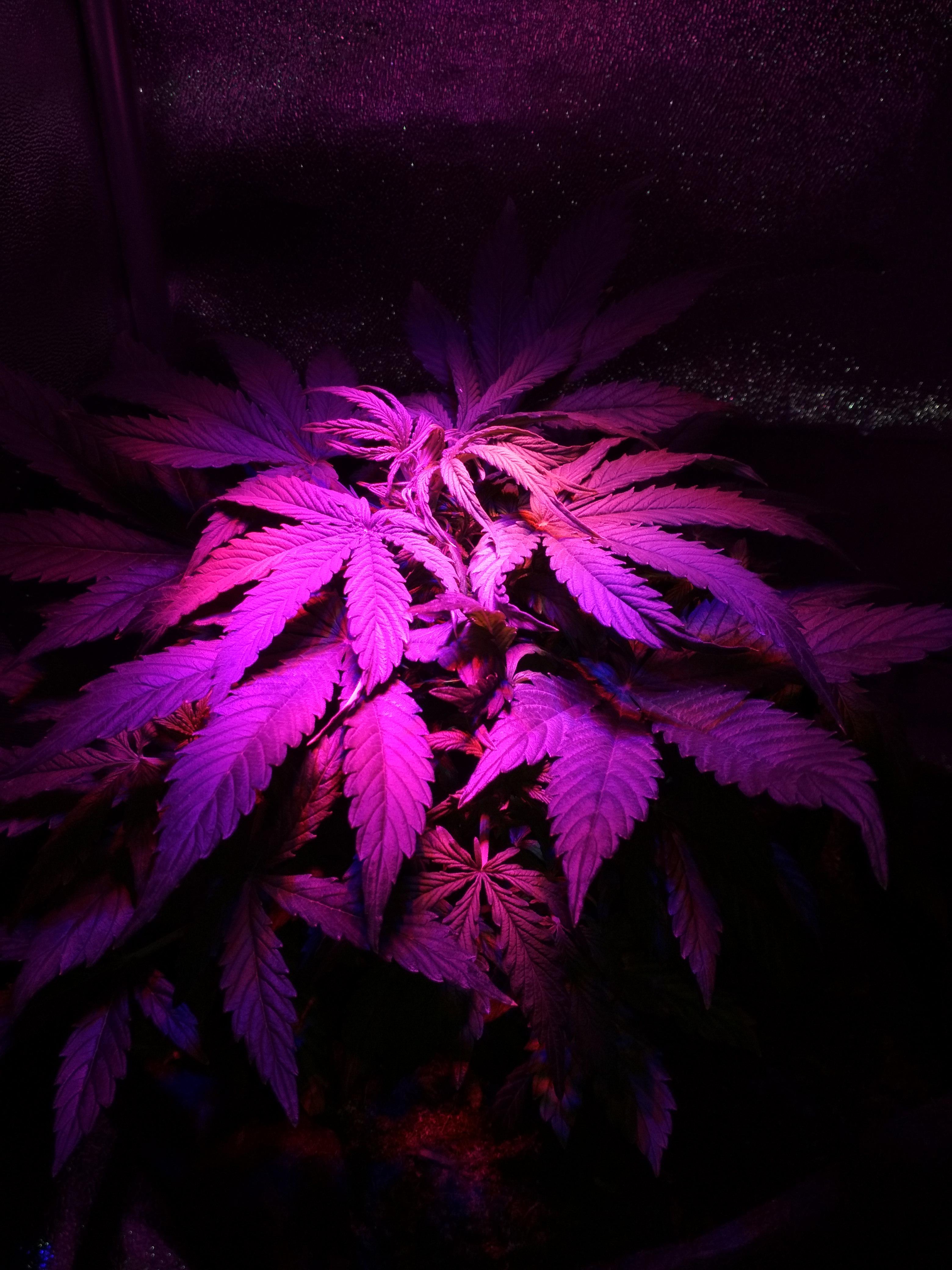 Day 47, Northern Lights Auto first indoor grow. r/Autoflowers