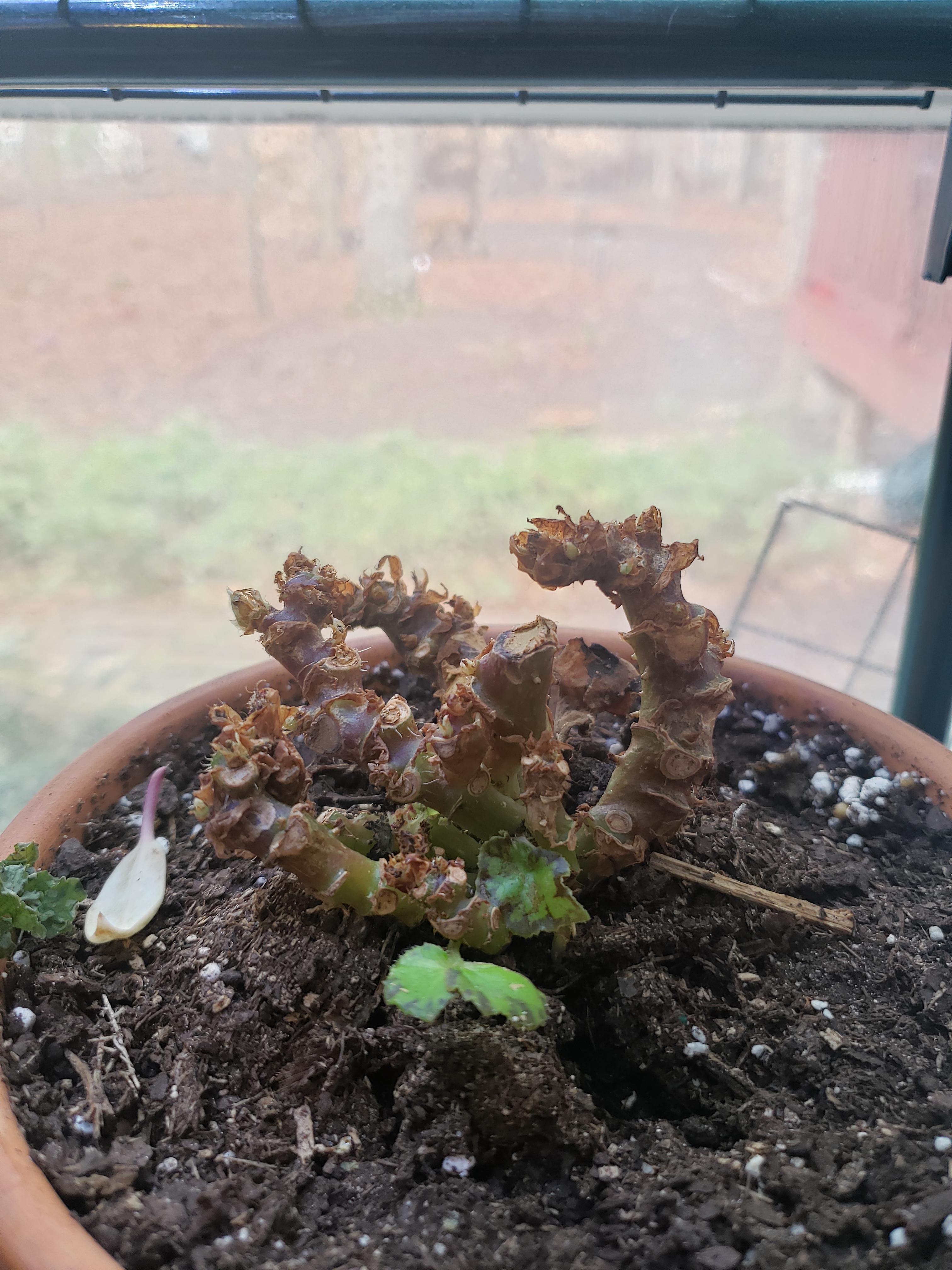 A month ago I bought the last Begonia at my local greenhouse. Leaves